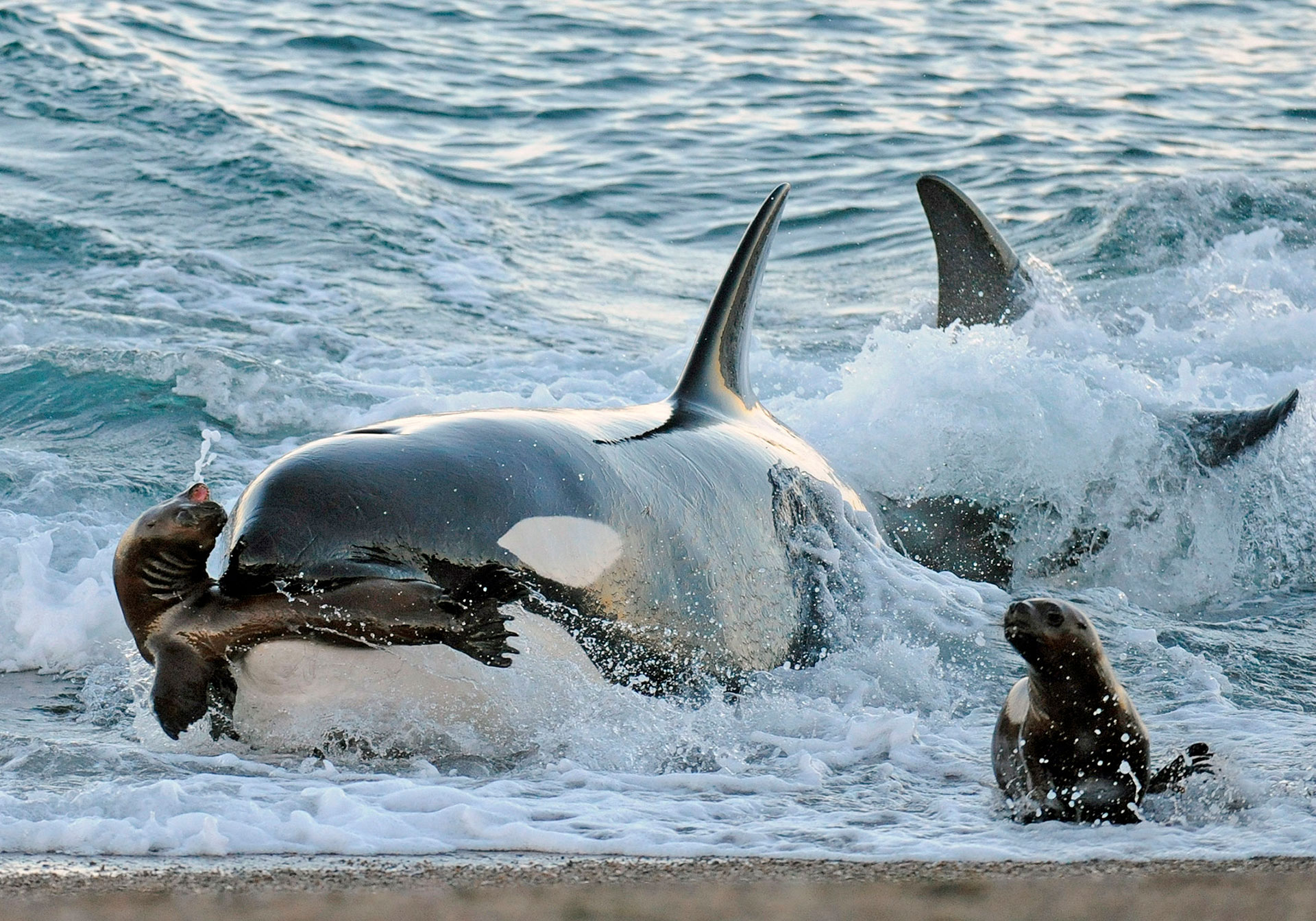 Varamiento de orcas en la Península de Valdés