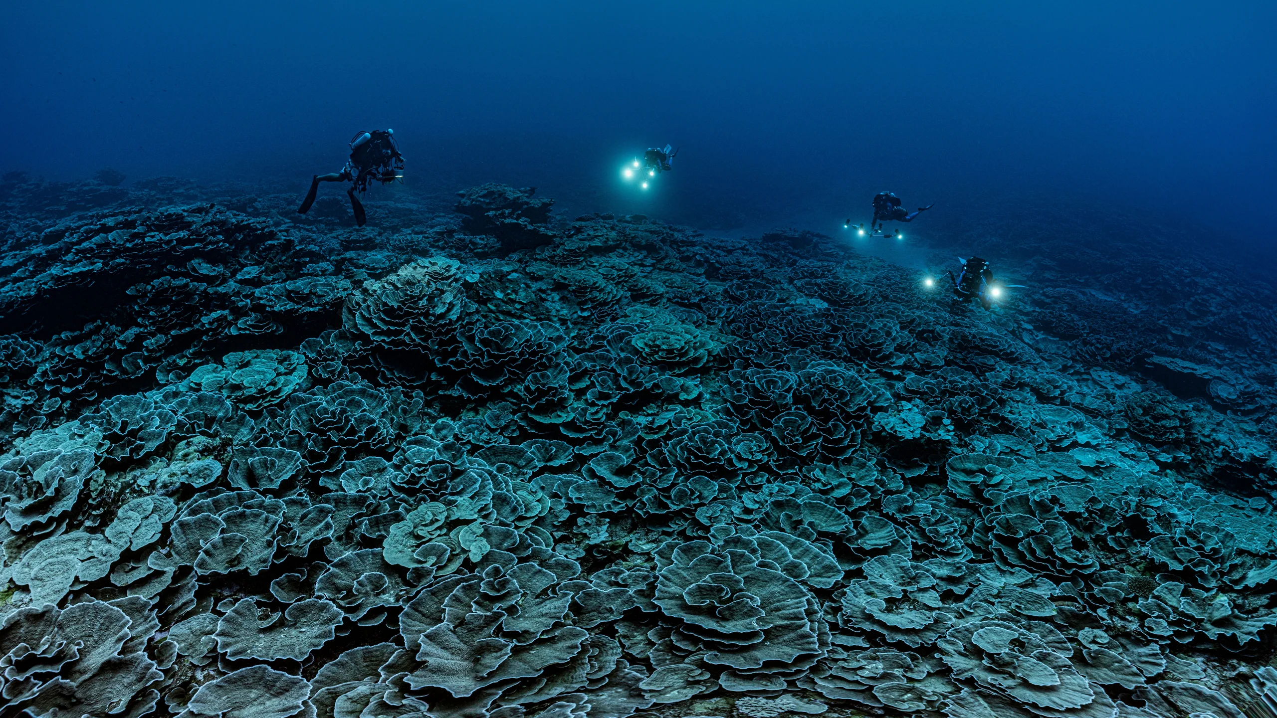 Los ecosistemas de los arrecifes de coral son grupos intrincados y diversos de especies que interactúan entre sí y con el entorno físico (ABACA)