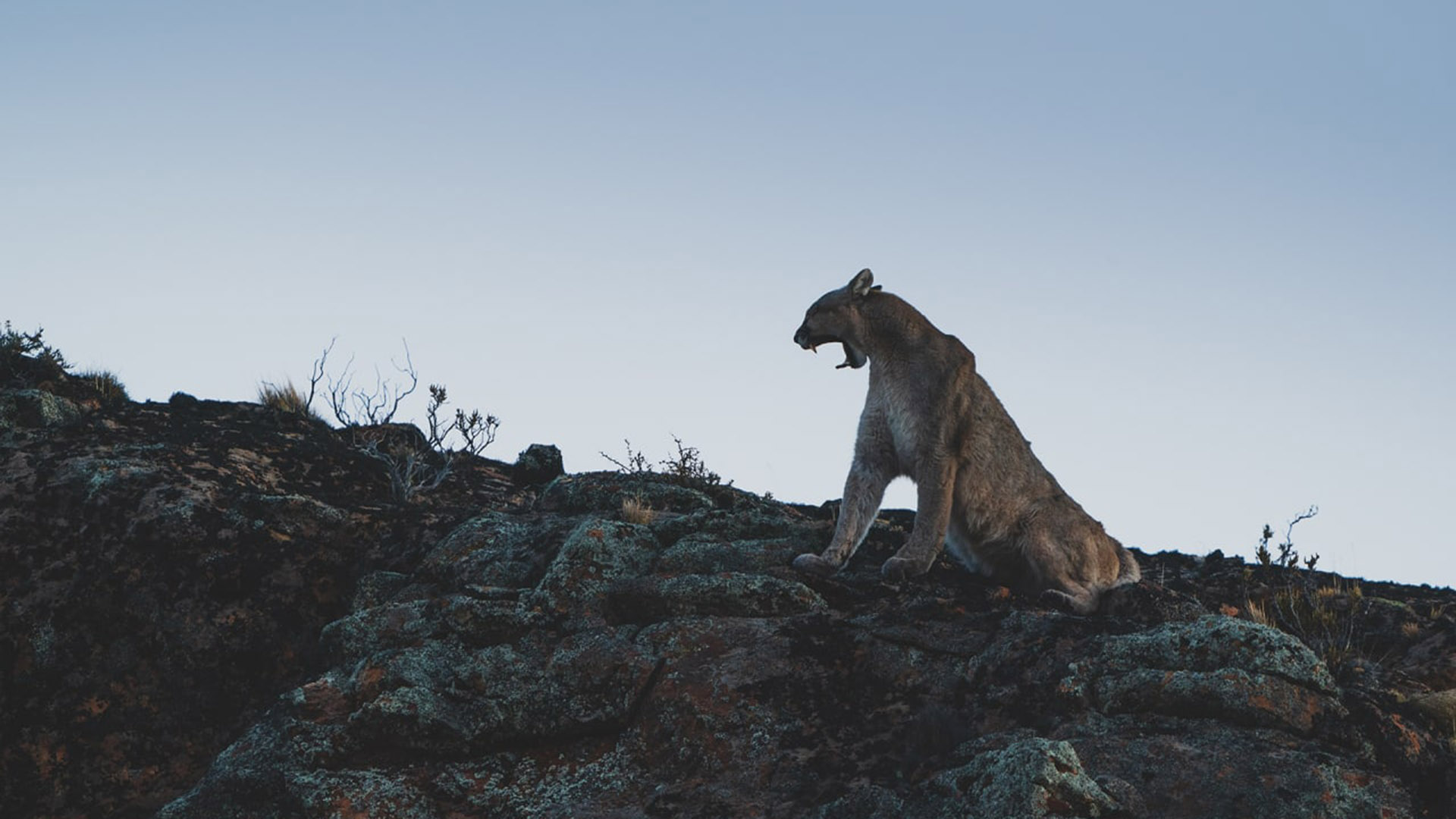 La convocatoria del mes de julio será: “En busca del Puma” en Parque Patagonia, por los paisajes más espectaculares para pasar 4 días en busca del predador tope de la Patagonia
@argentina_wild_expeditions