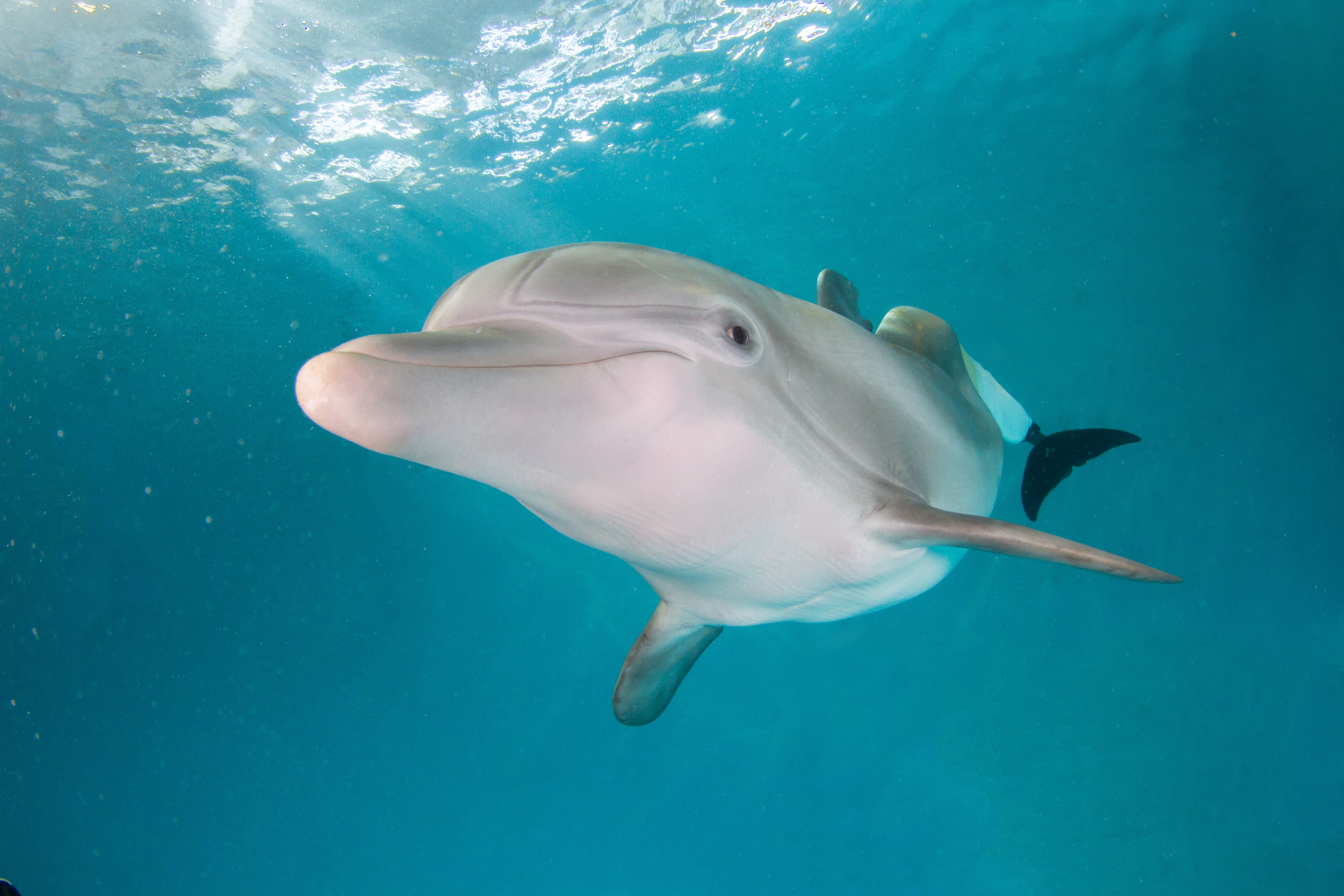 Nicholas, the fortune teller dolphin, did it again: he predicted the Qatar 2022 World Cup champion 2 The aquarium indicated that Nicholas recently correctly chose the Houston Astros to beat the Philadelphia Phillies in the 2022 World Series. (EFE)