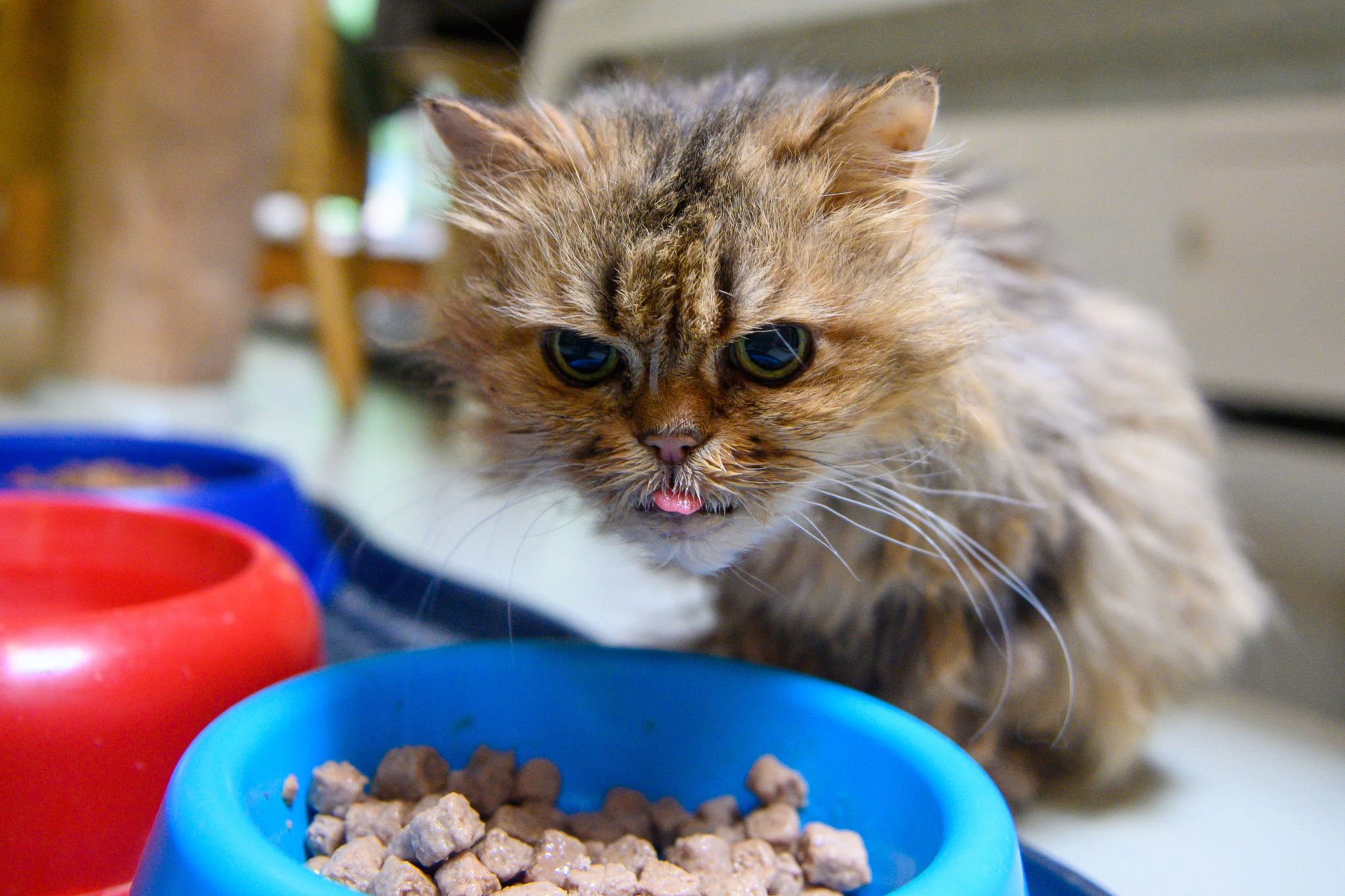 Muchos gatos echan espuma o salivan exageradamente por el mal gusto del medicamento (Foto: Klaus-Dietmar Gabbert/dpa)