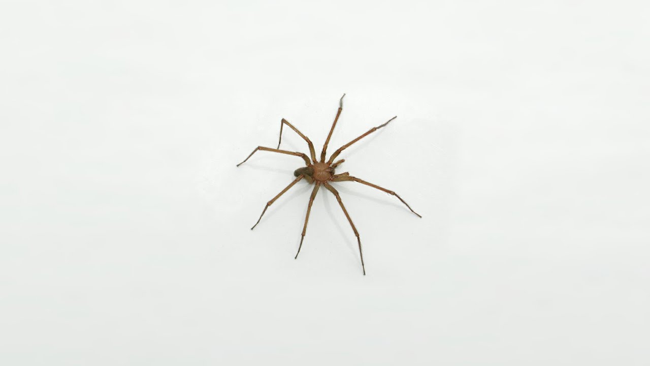 La araña venenosa más común en las casas: cómo reconocerla y actuar ante  las picaduras - Infobae