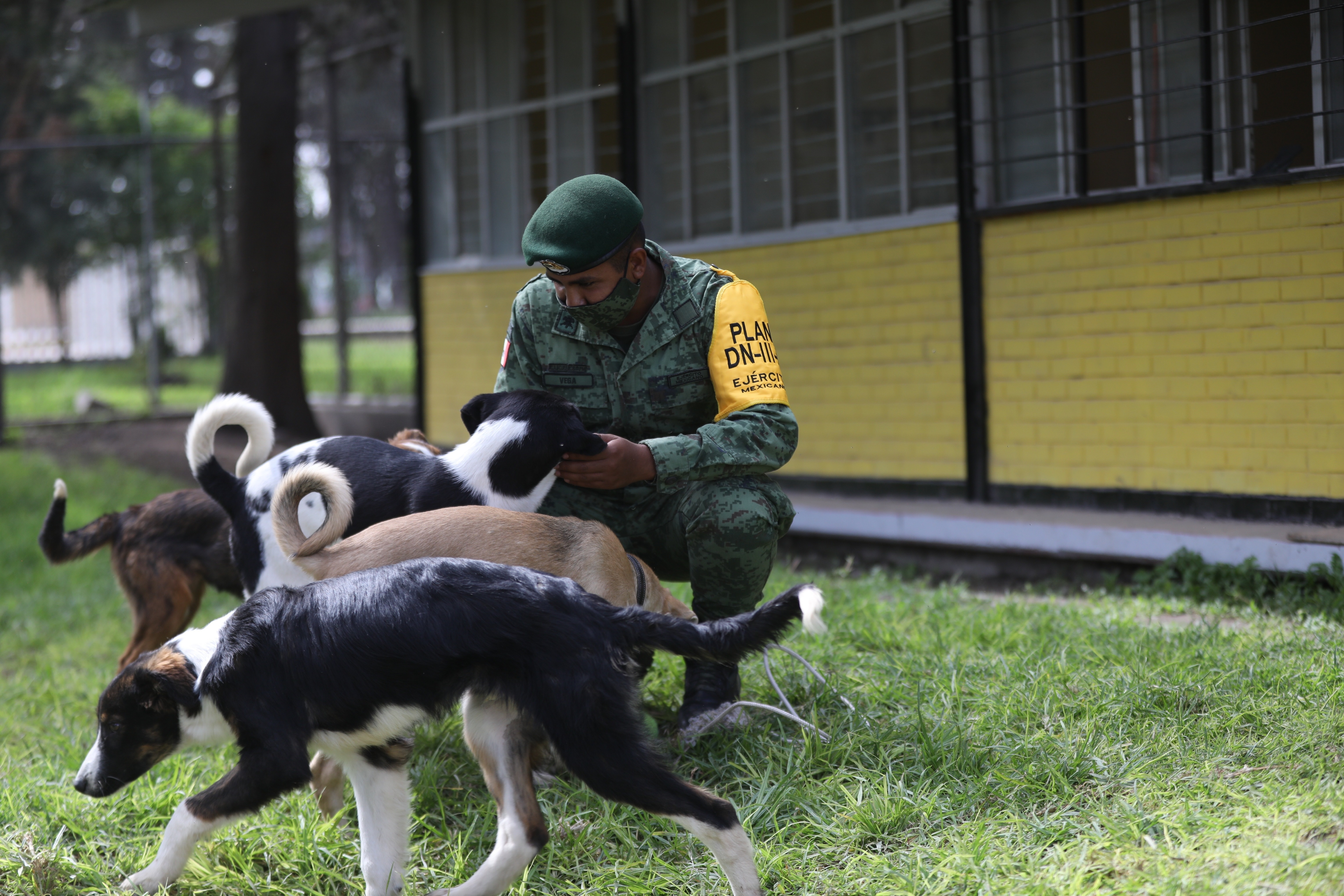 Soldados mexicanos van al rescate de perros callejeros  