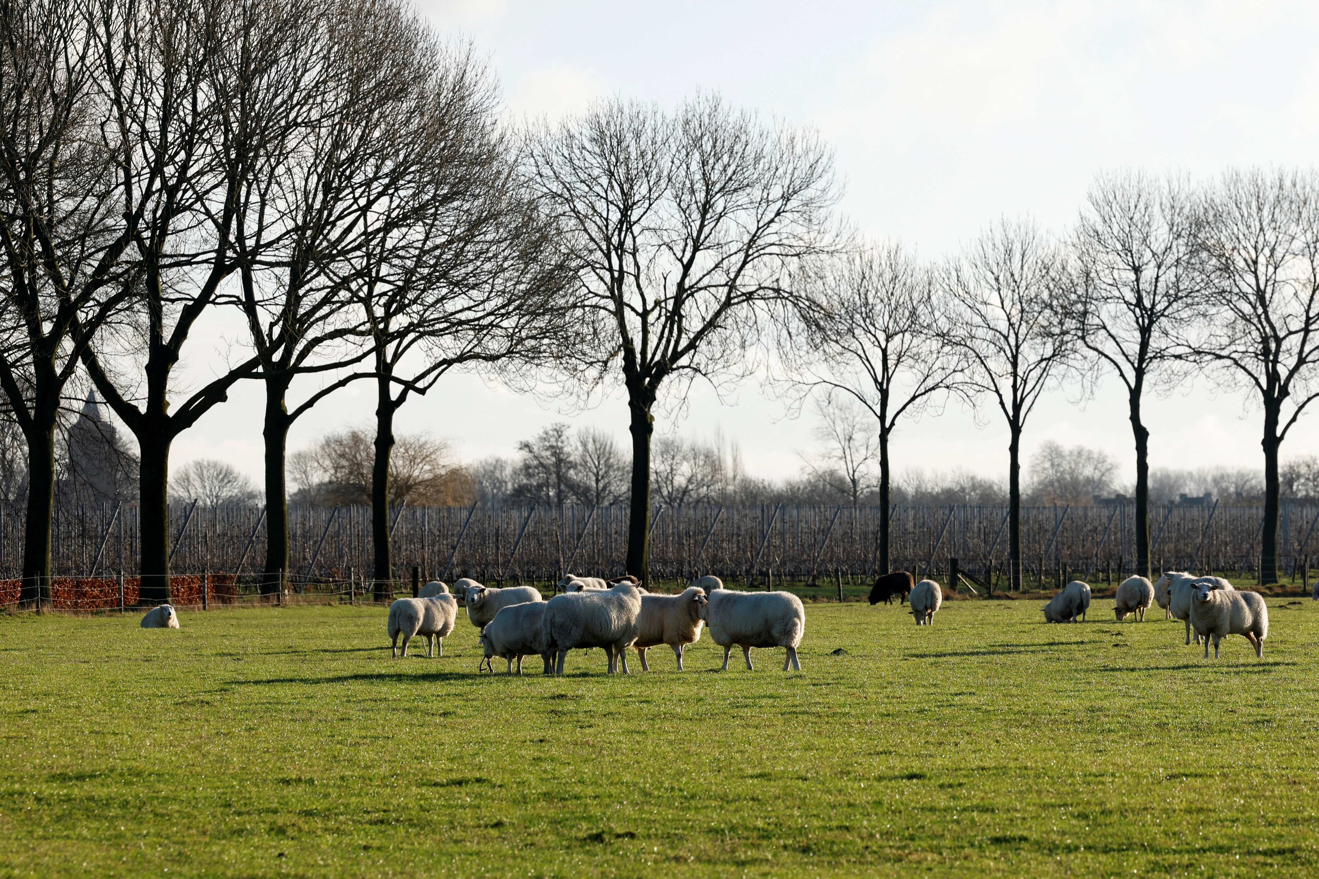 FILE PHOTO: A sheep in the village of Ommeren, the Netherlands (Reuters/Peruschka van de Wooo)
