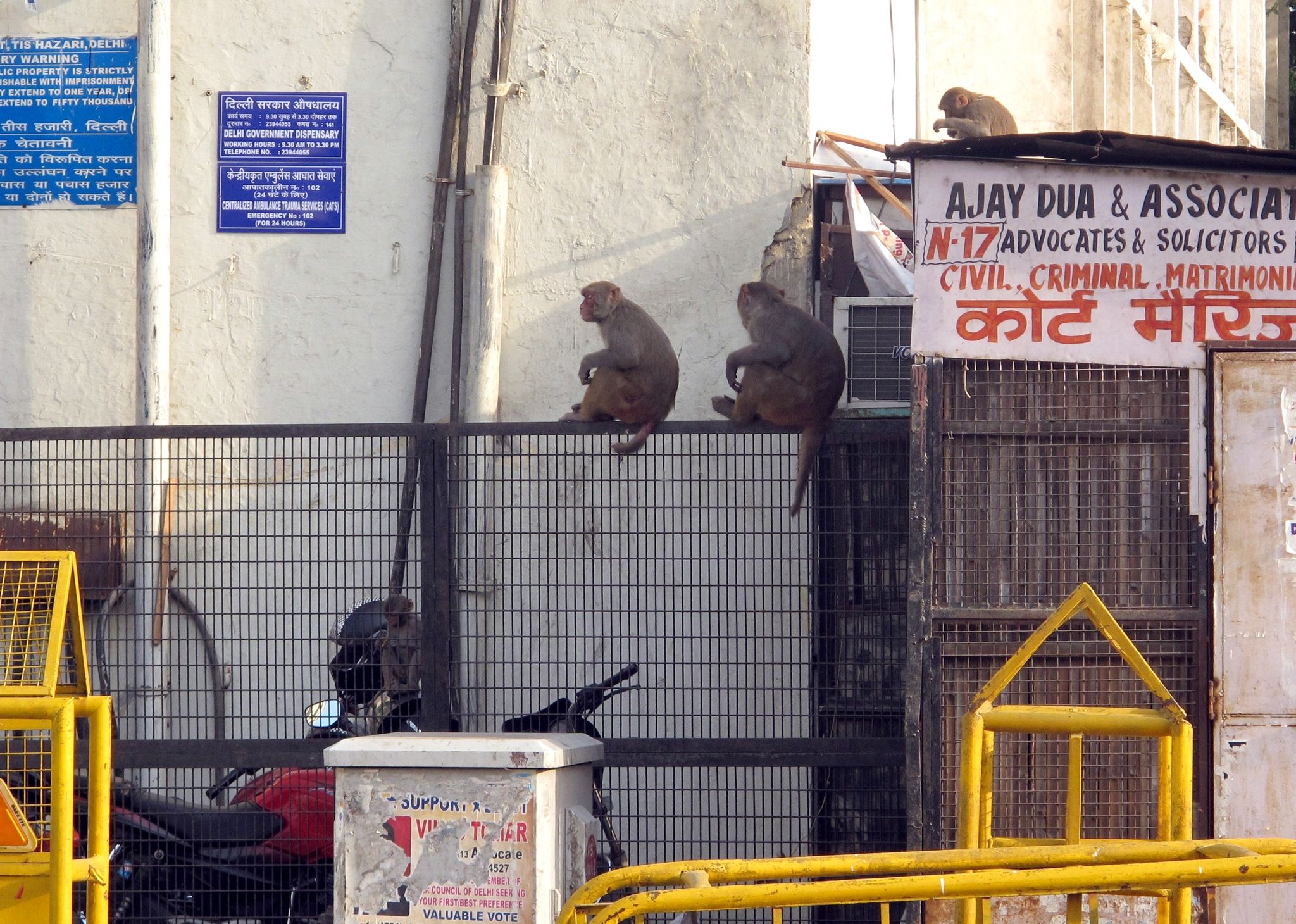 Nueva Delhi censa a sus monos para reducir conflictos con los humanos