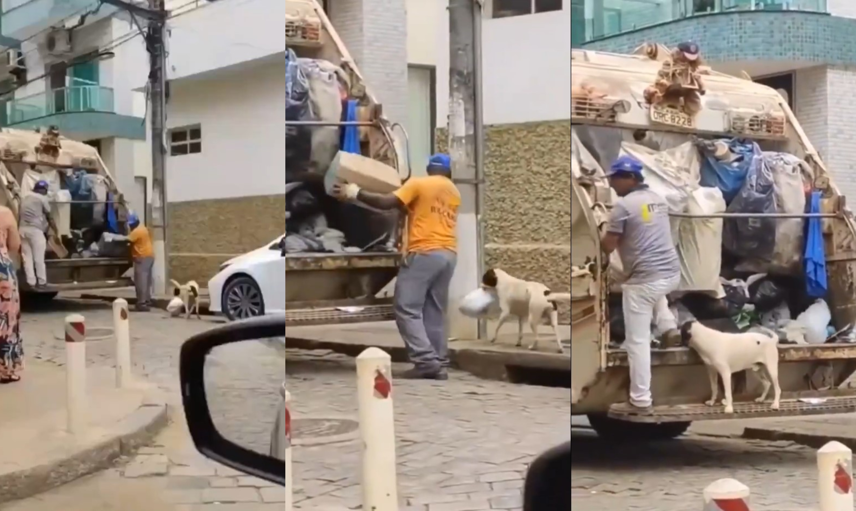 Lomito recolector: viralizaron a perrito que ayuda a trabajadores de limpieza a subir basura a un camión