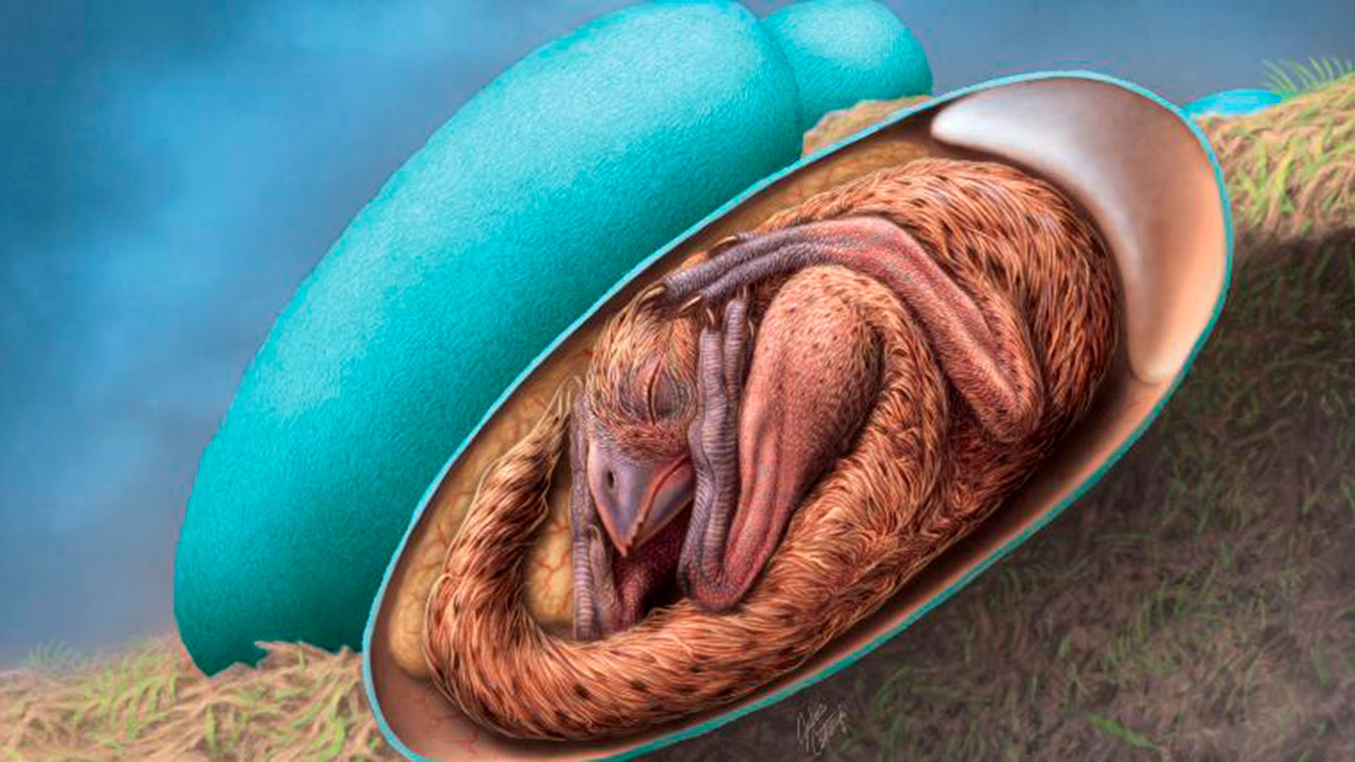 El hallazgo de un huevo de dinosaurio intacto revela el vínculo con las  aves modernas - Infobae