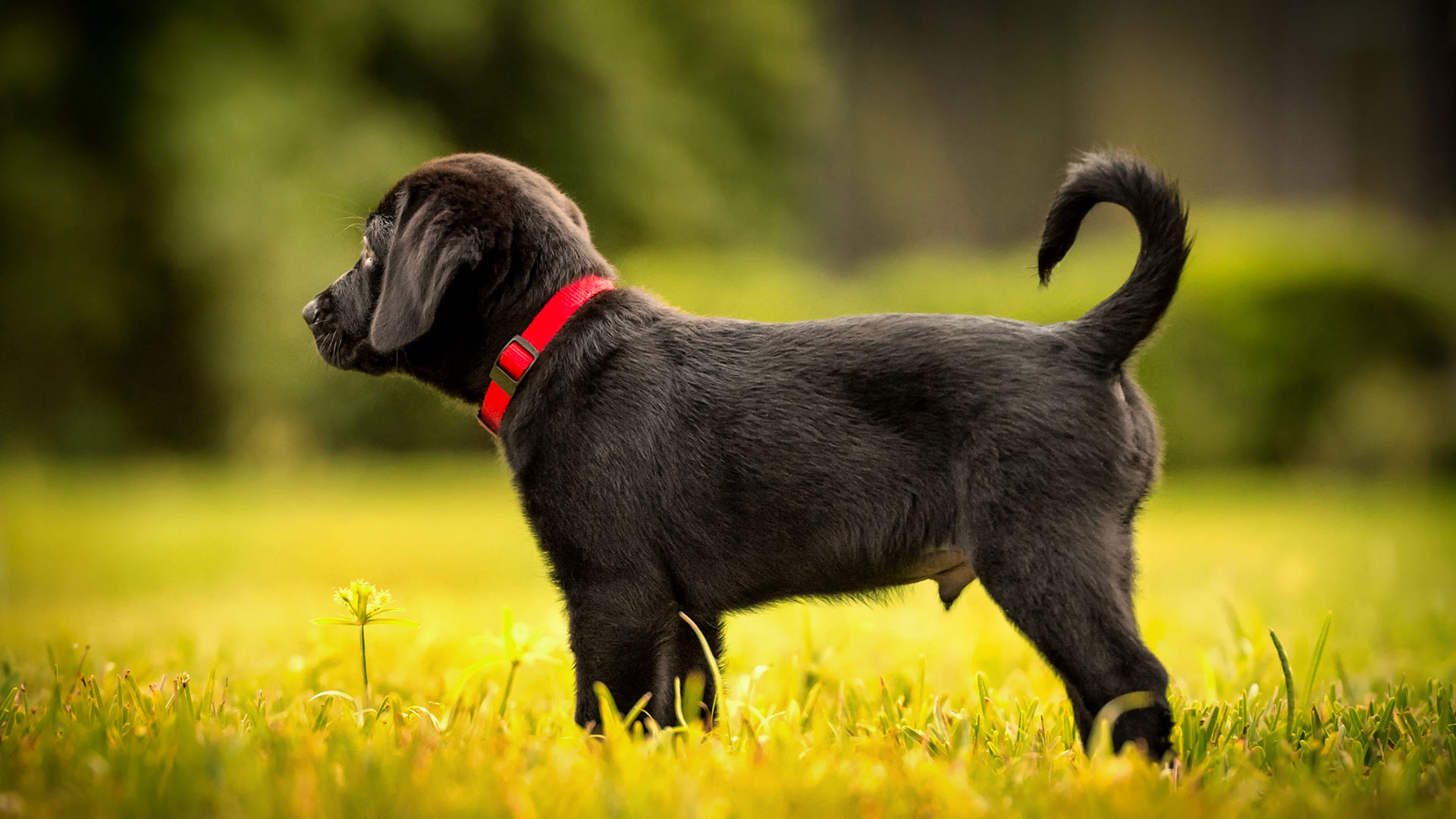 En los cachorros, que la cola comienza a moverse voluntariamente alrededor de los 17 días de vida (Getty)