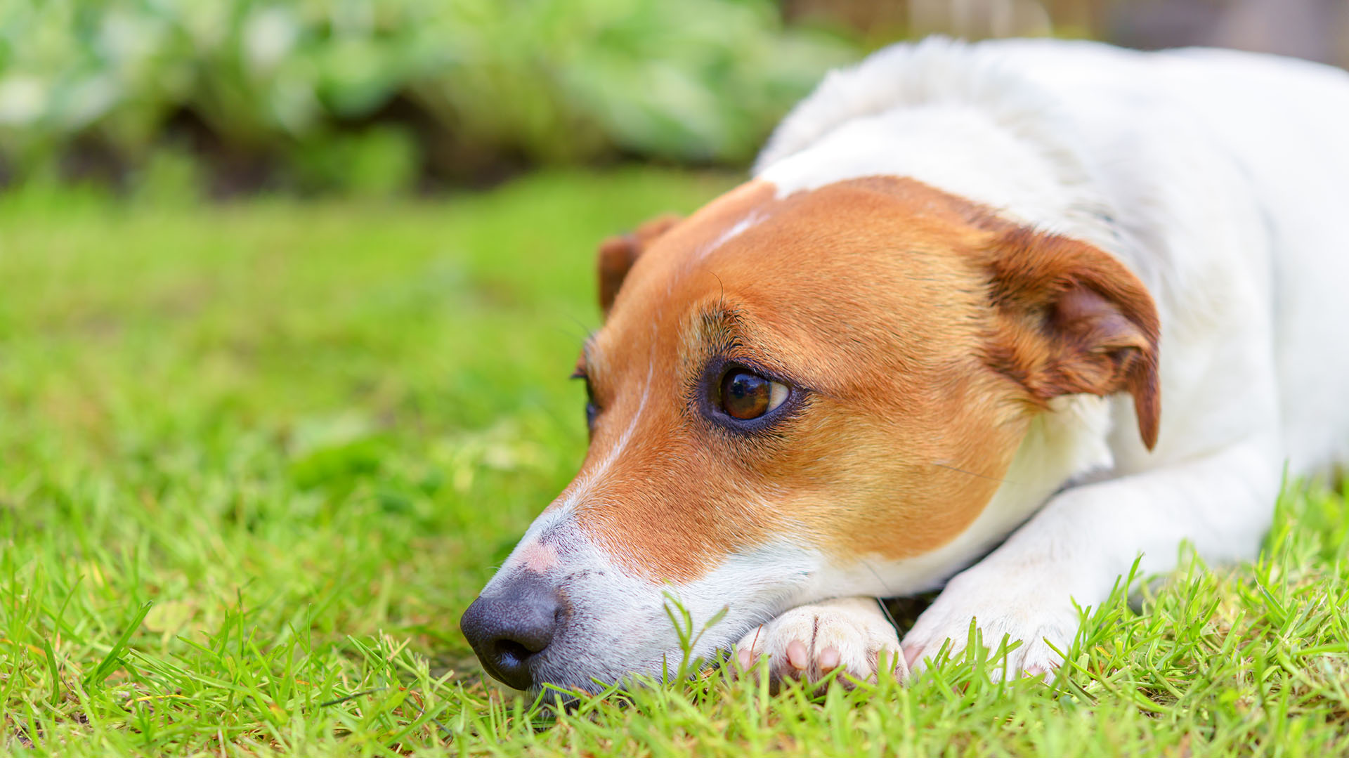 La soledad y desesperanza son los principales sentimientos que registran los animales después de que su familia los dejó en la calle. (Shutterstock)