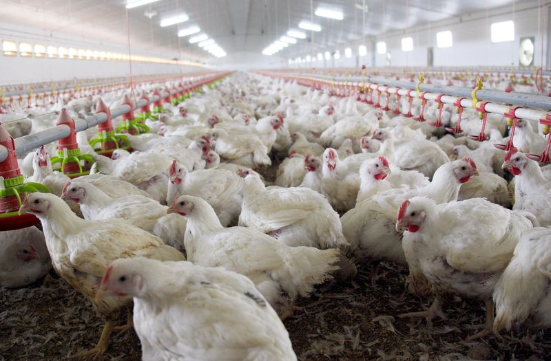 Gripe aviar: las empresas aseguran que profundizaron los cuidados pero siguen en alerta por la enfermedad