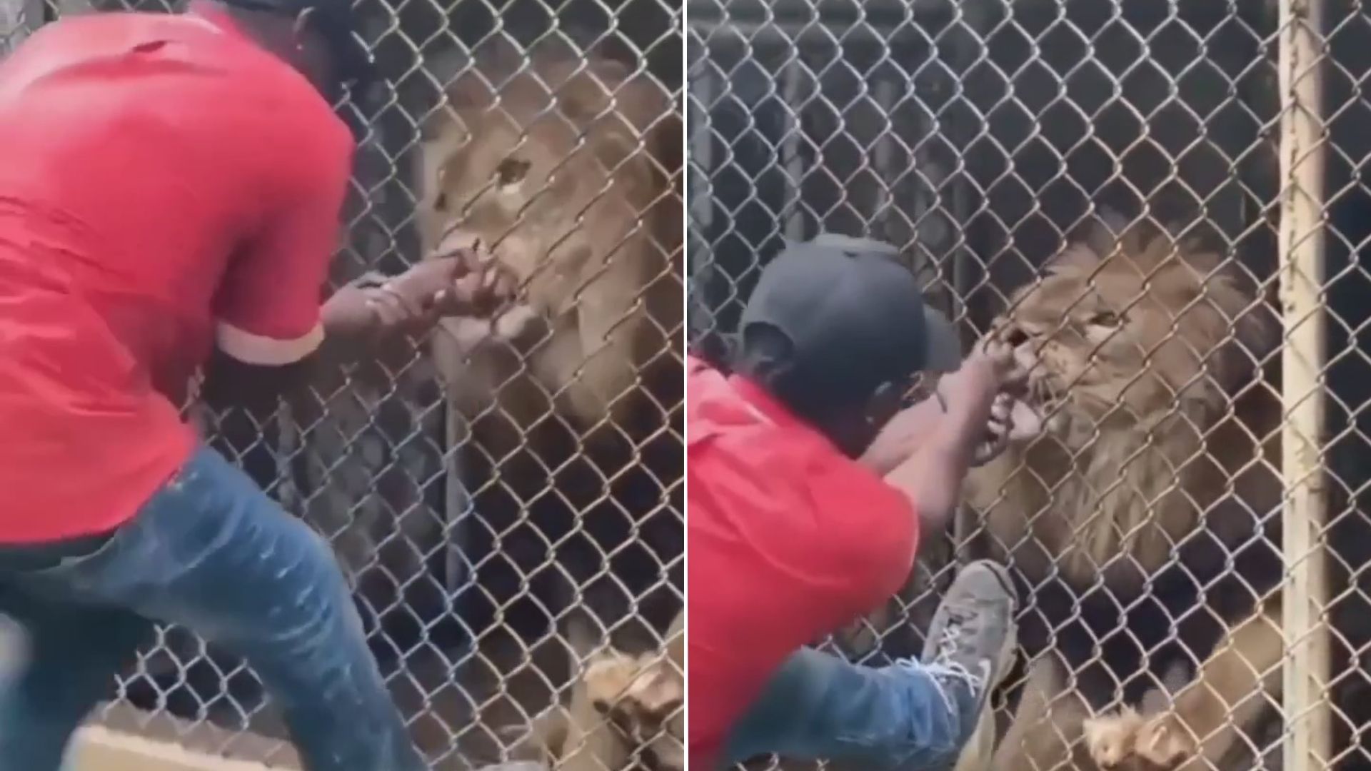 Metió la mano en la jaula de un león y casi pierde un dedo