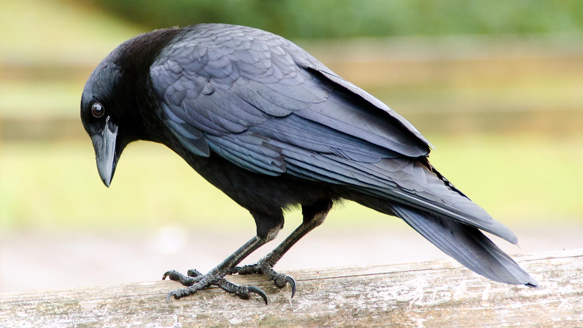 Los cuervos pueden “contar” como los humanos?: qué dice la ciencia - Infobae