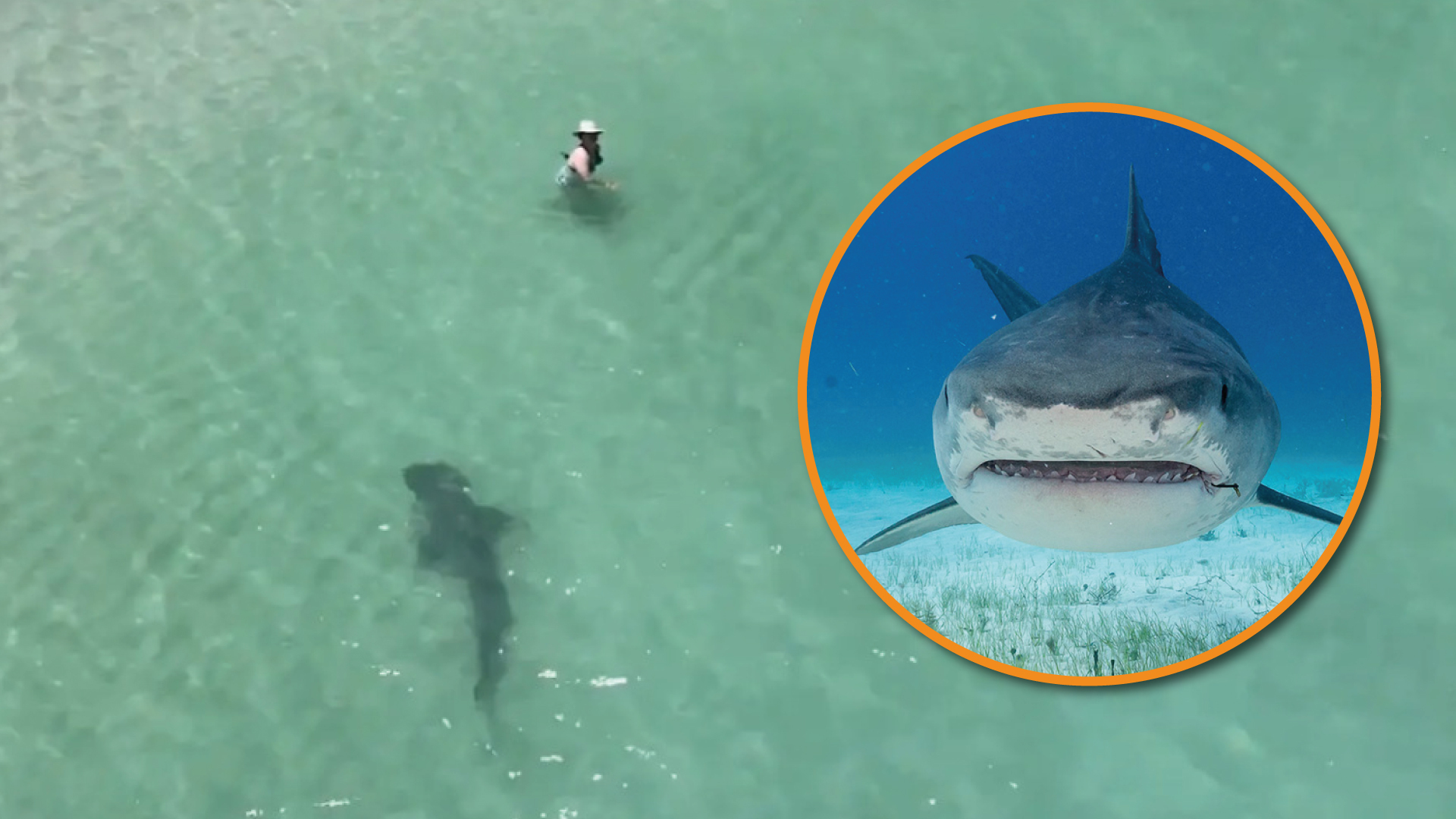 The tiger shark approached a woman who was swimming at Hillary's Dog Beach
