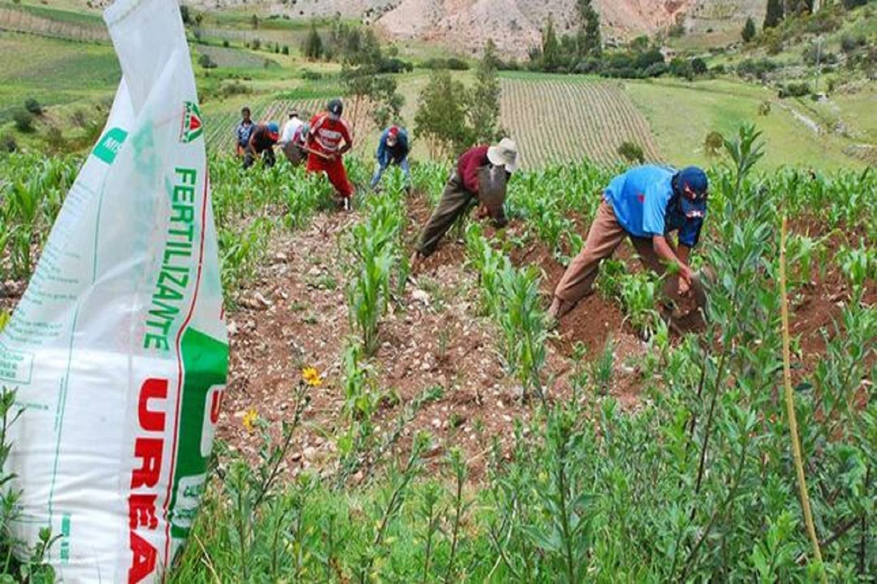 Entrega de urea para agricultores peruanos continúa aplazándose