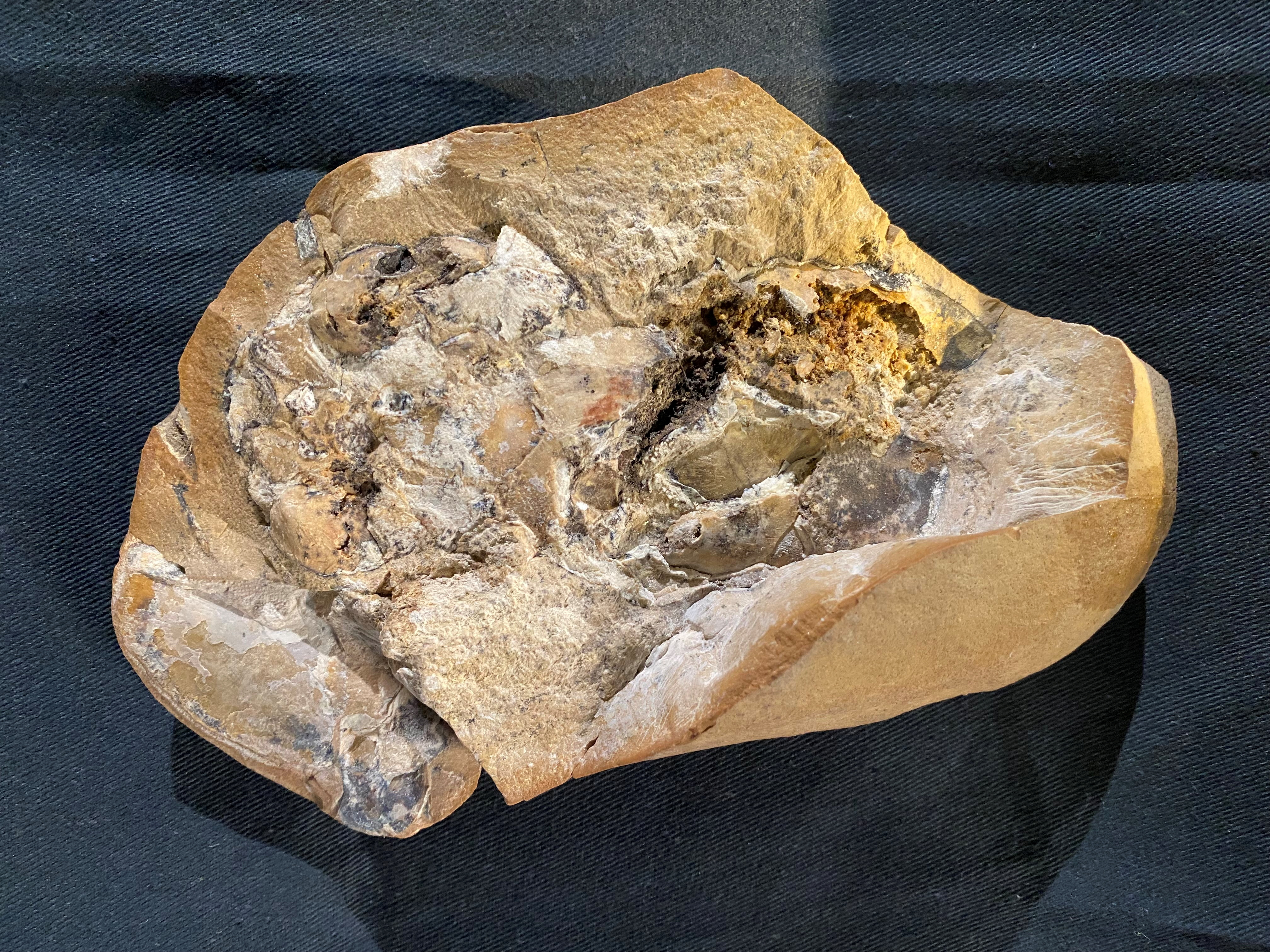 Un fósil de un antiguo pez acorazado, llamado arthrodire, que vivió hace 380 millones de años en la Formación Gogo en la región de Kimberley de Australia Occidental, e incluye el fósil más antiguo conocido de un corazón vertebrado, se ve en el Museo de Australia Occidental en Perth, Australia, 8 de septiembre de 2022.  Curtin University/Handout via REUTERS