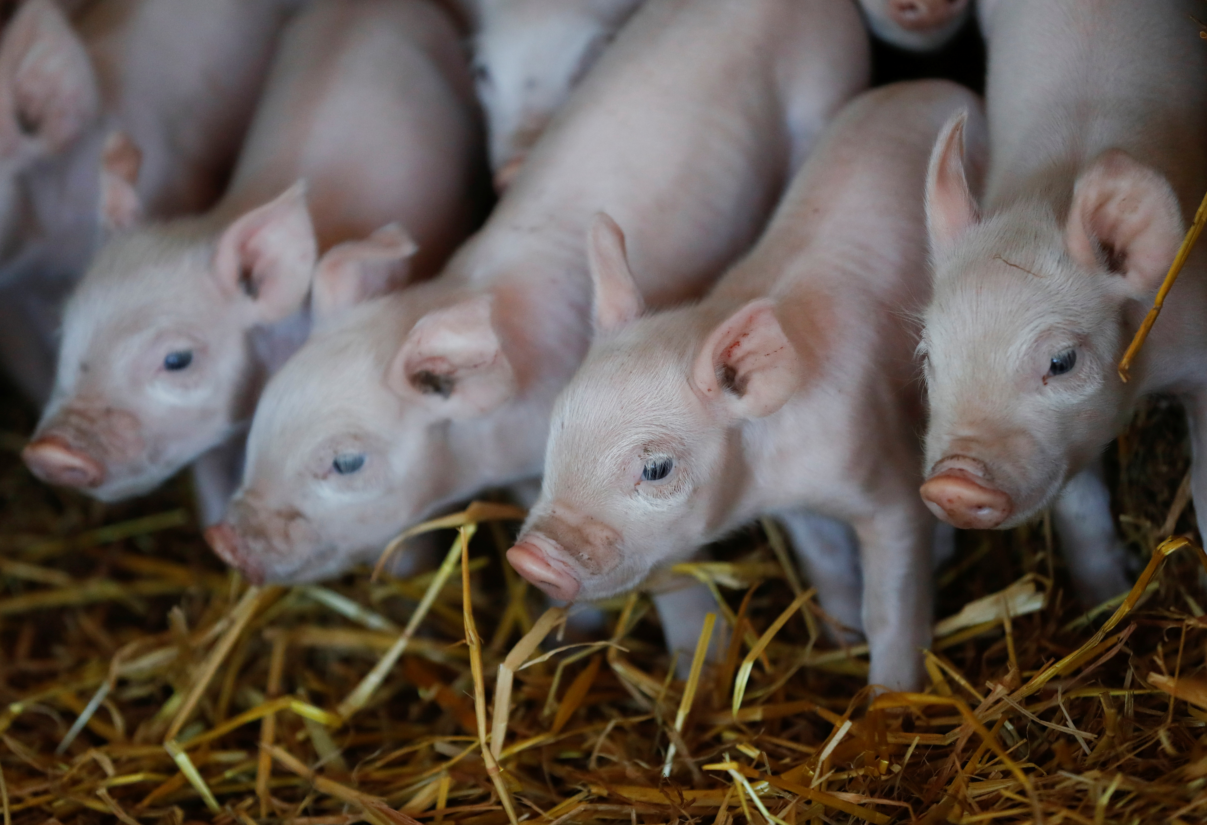 El invierno es donde más se observan casos de triquinosis debido al aumento del consumo de chacinados y carne de cerdo (reuters)