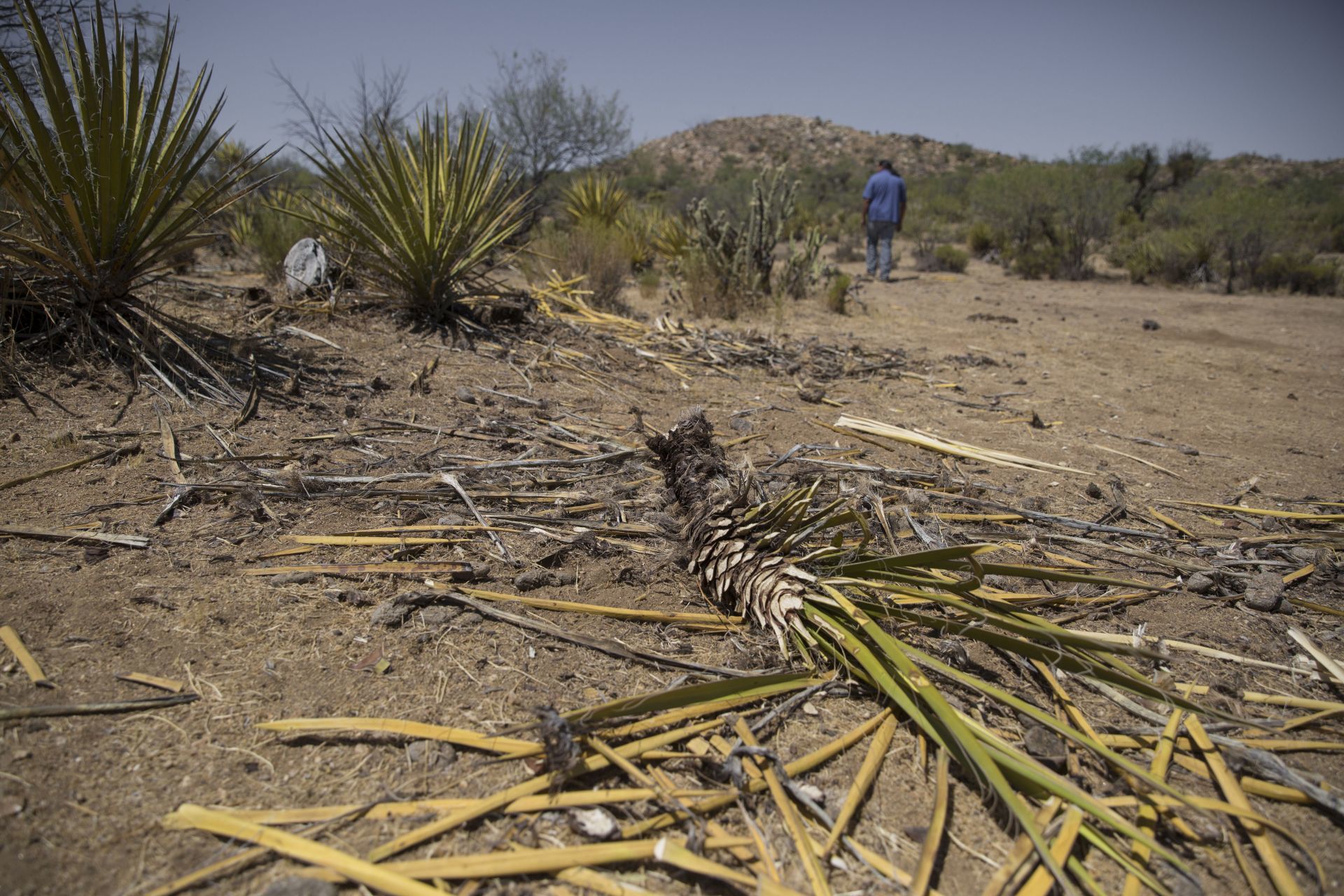Etnias nativas Del Valle de la Trinidad sufren del robo de la yucca, planta endémica y sustento para sus comunidades. (Foto: OMAR MARTÍNEZ /CUARTOSCURO.COM)