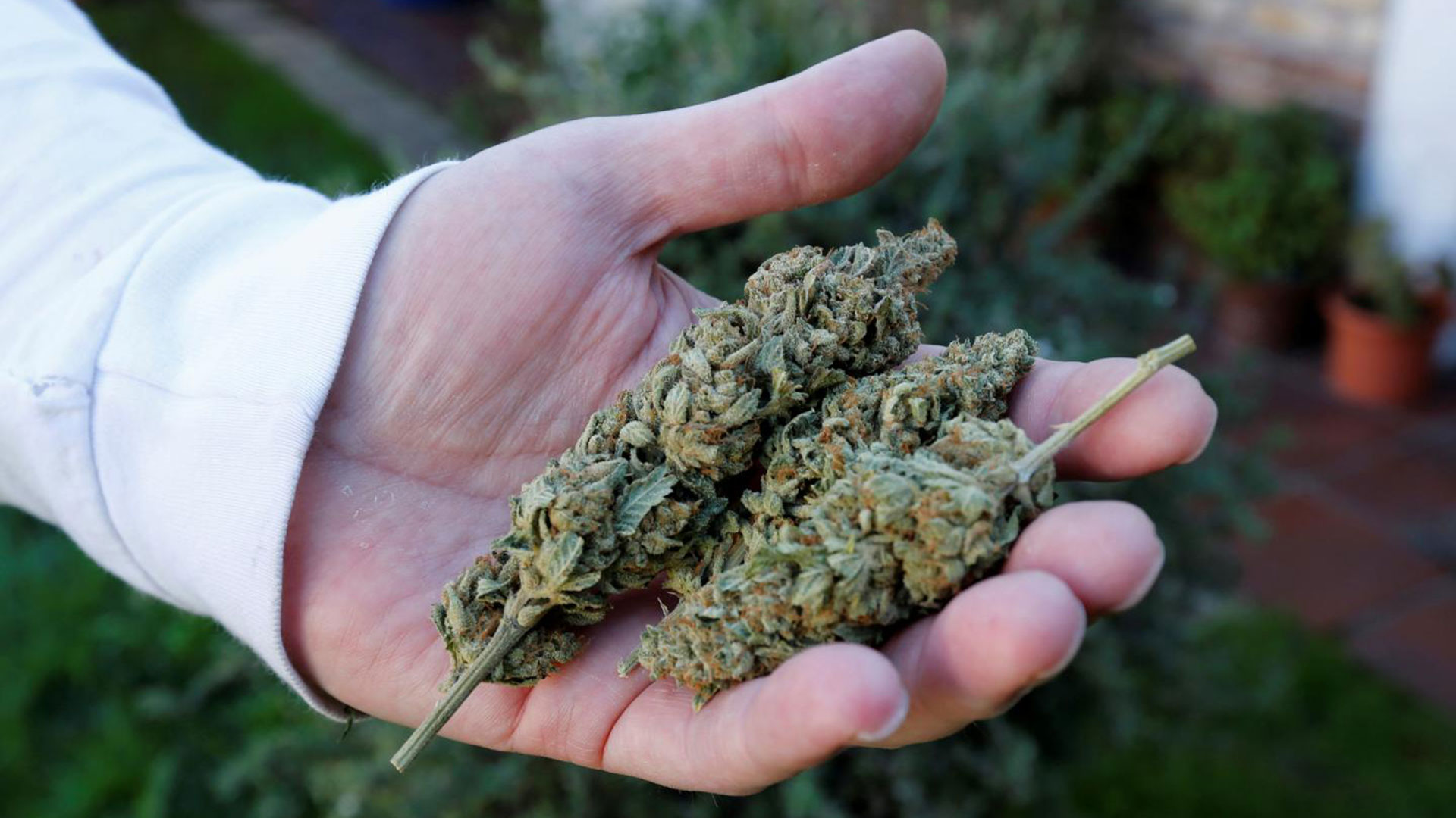 Crece el negocio del cannabis en Uruguay: se exportaron 7 toneladas de flores de marihuana en la primera mitad de 2021