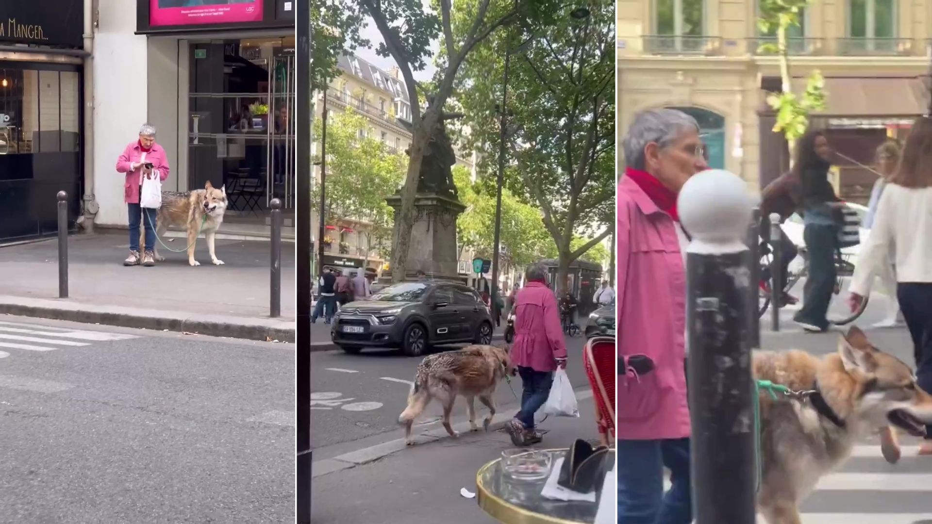 Mi perro mayor orinando en la casa ¿qué puedo hacer - Silverwoof, image size:1920x1080