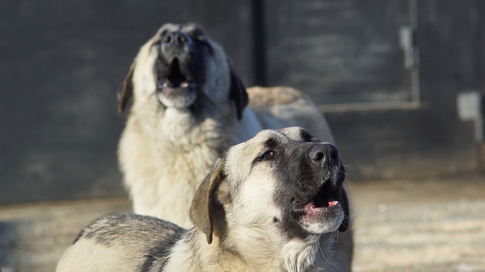 Se analizaron más de 2 mil perros. (Foto: Pixabay)