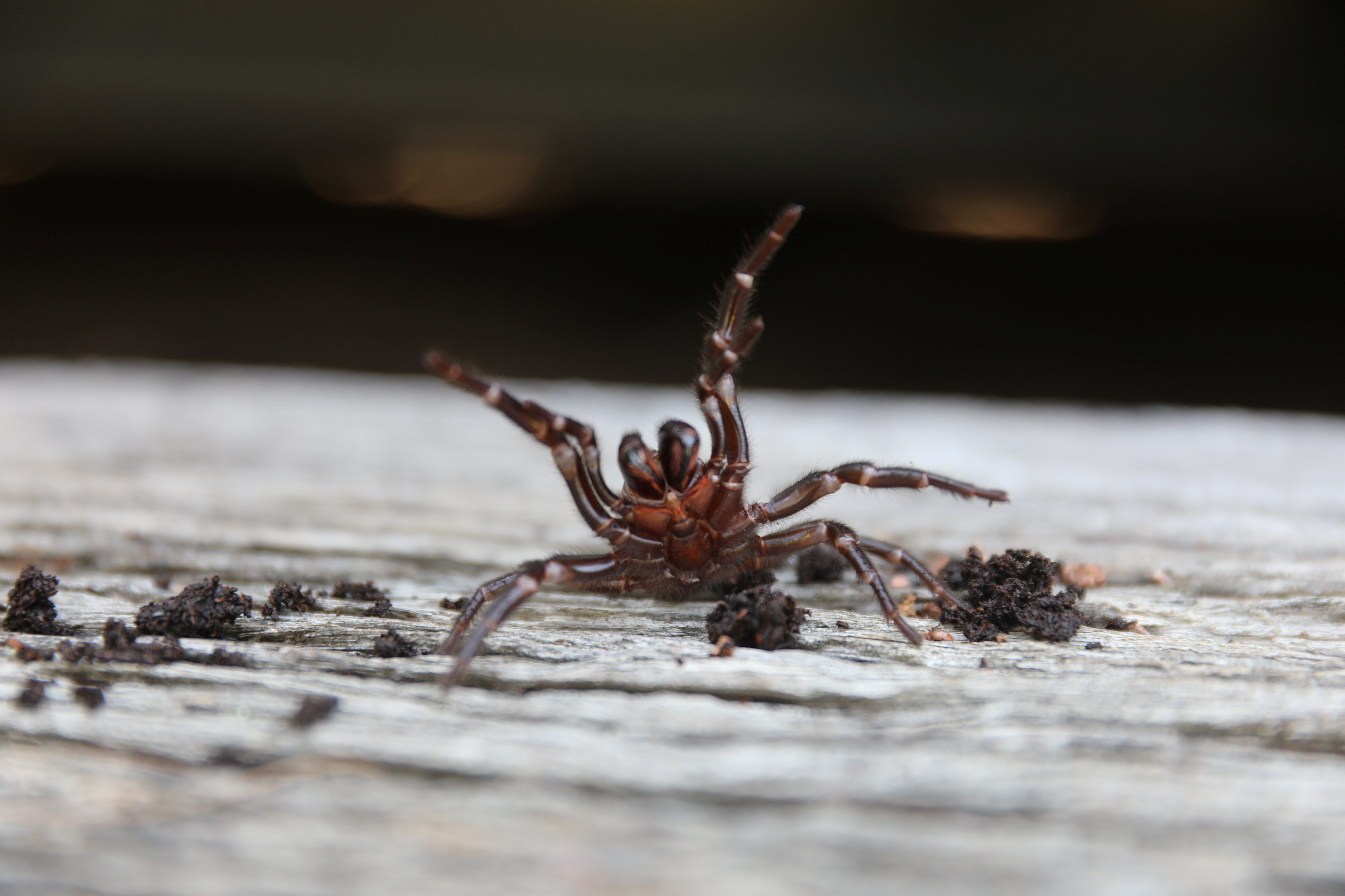 Atrax robustus o araña de embudo australiana es una araña migalomorfa de la familia Hexathelidae. Es una especie venenosa nativa del este de Australia (REUTERS)