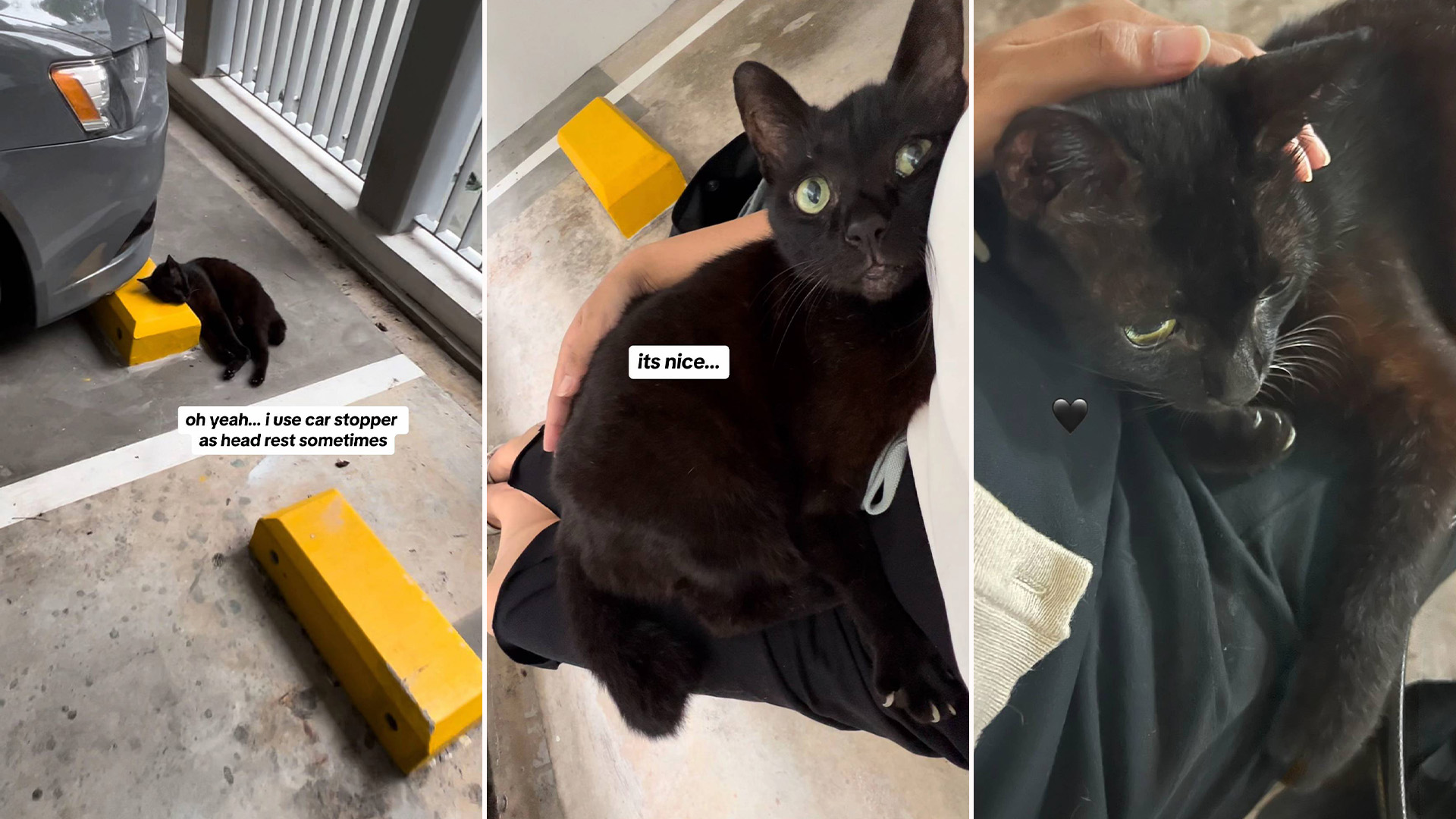 La emotiva historia de Happy, la gatita abandonada por ...