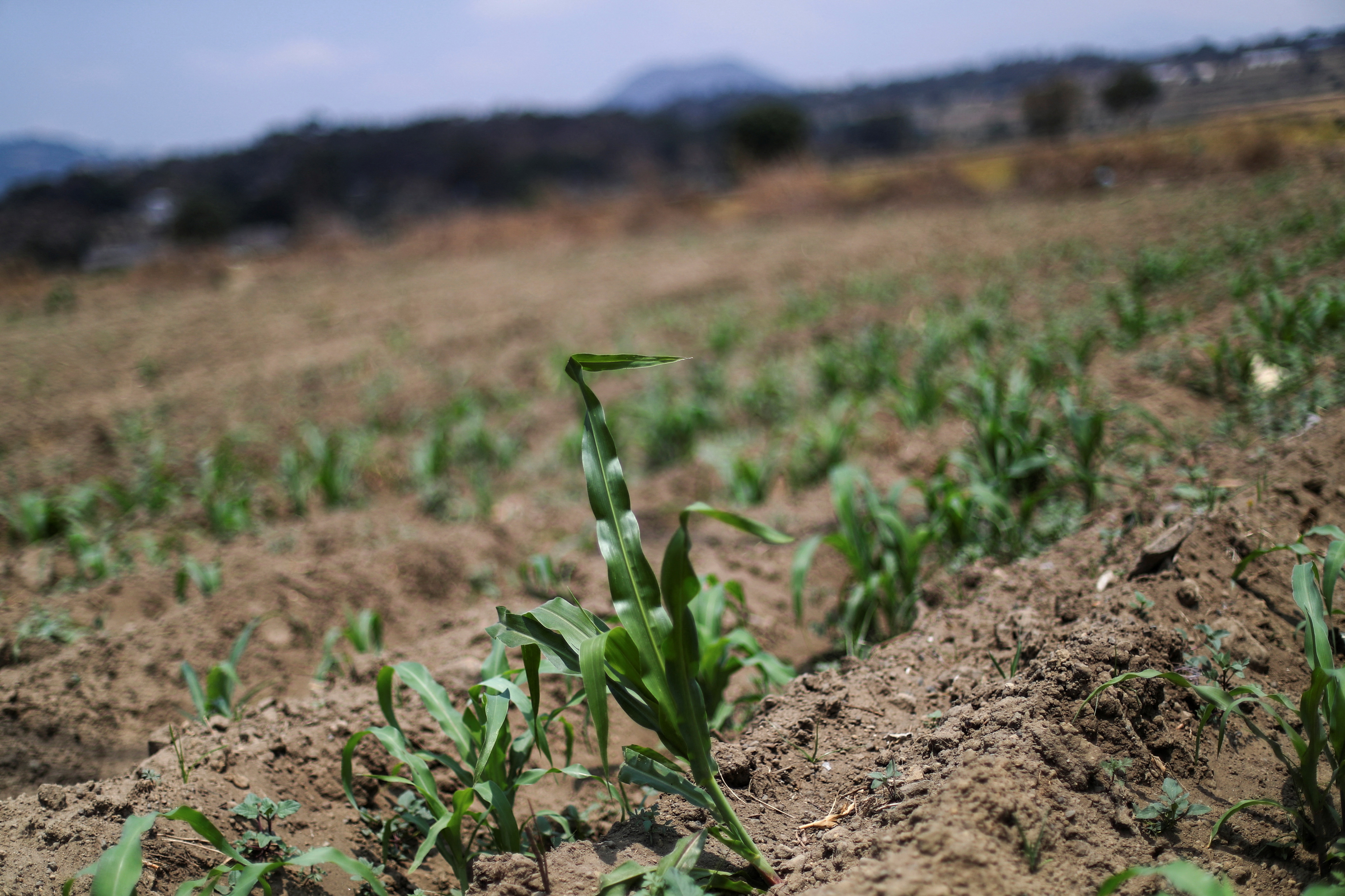 Una plantación de maicena en México (REUTERS/Edgard Garrido)