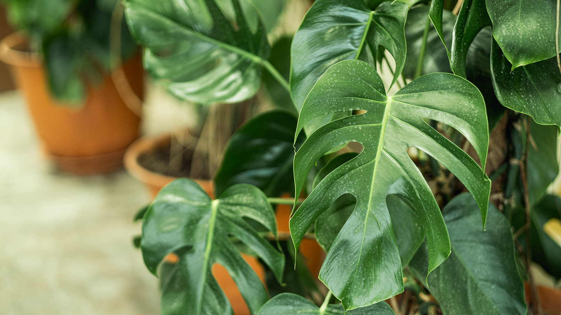 Monstera: el mejor abono natural para hacer crecer tu planta - Infobae