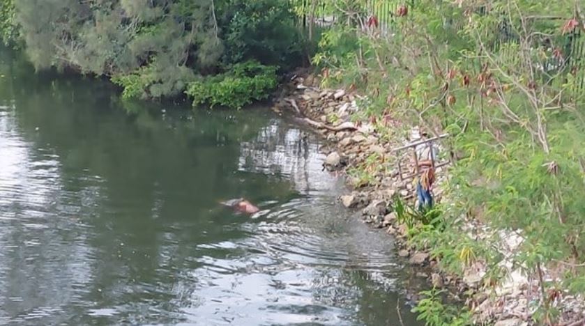 El espeluznante momento en que un cocodrilo devoró a una mujer que lavaba  ropa en un río de Tampico - Infobae