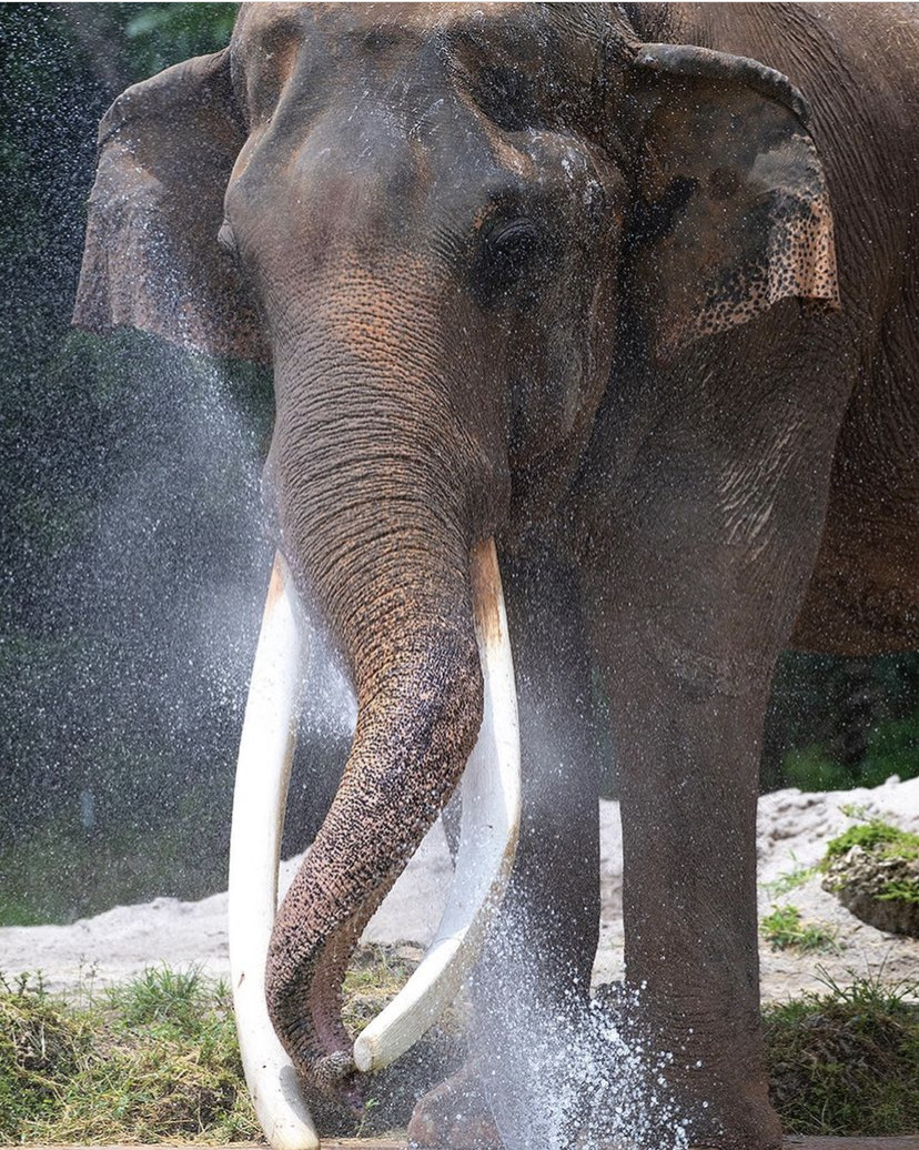 La avanzada edad del imponente elefante asiático le provocó deterioros en su estado de salud (Foto: Instagram / @zoomiami)