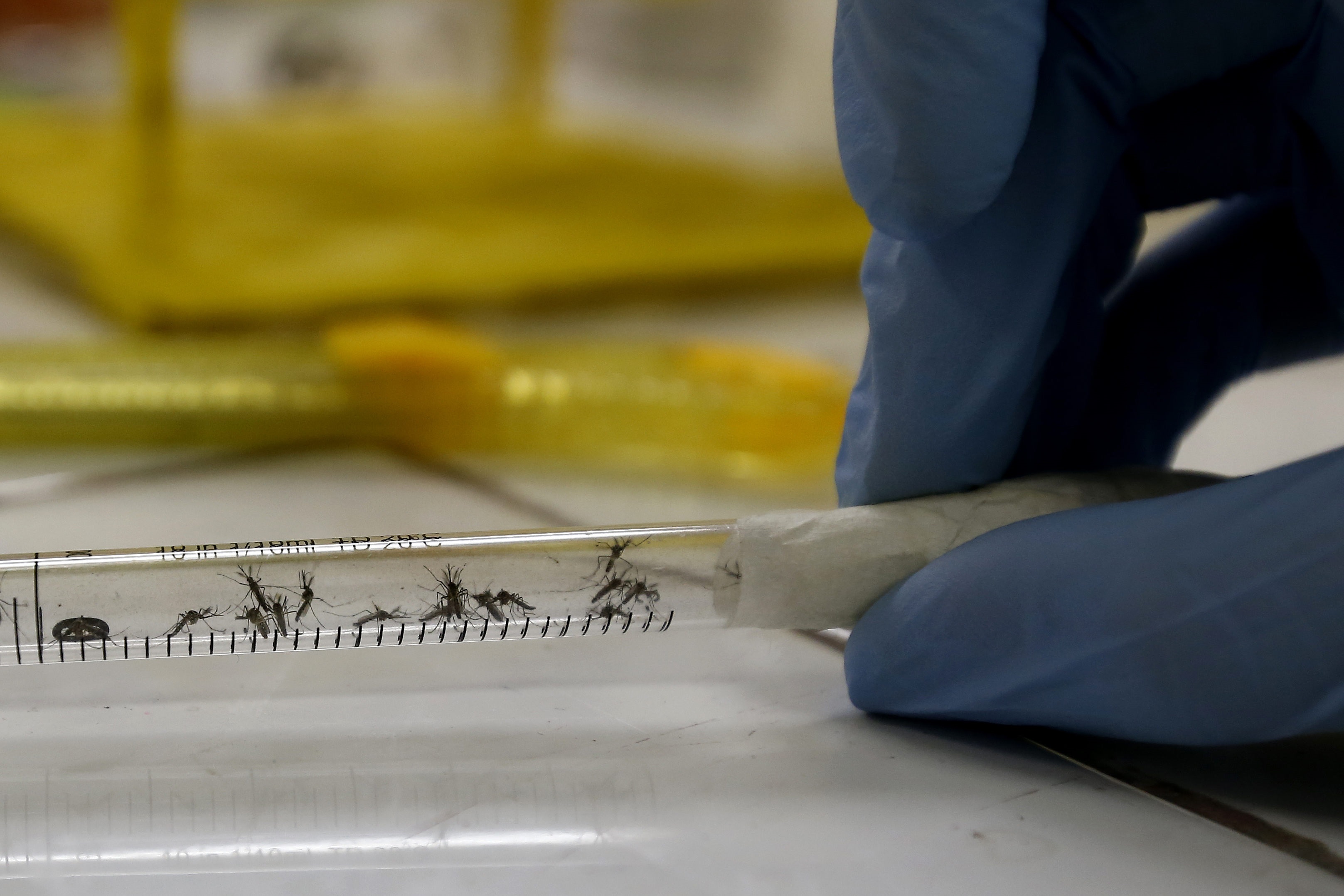 Científicos estudiaron como la saliva de mosquito puede debilitar las defensas de los humanos contra el dengue EFE/Marcelo Sayão/Archivo
