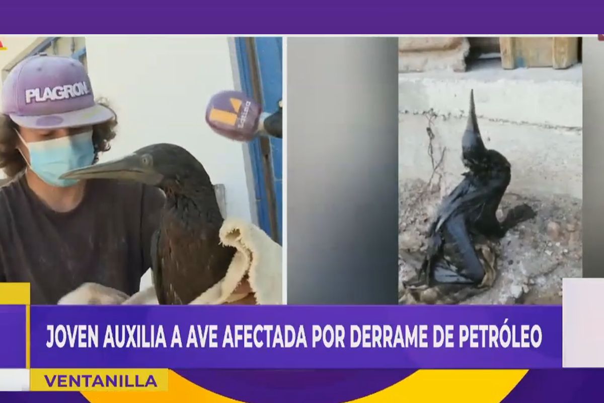 Luis rescató a un ave que se encontraba totalmente cubierta de petróleo. | Imagen: Latina Noticias