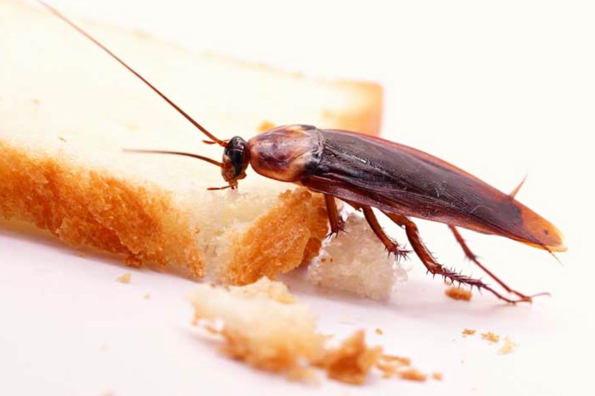 世界におけるゴキブリの役割は何ですか Infobae