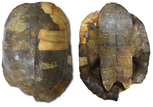 Paleontólogo descubrió el fósil de tortuga más antiguo de Colombia: tiene 13 millones de años 