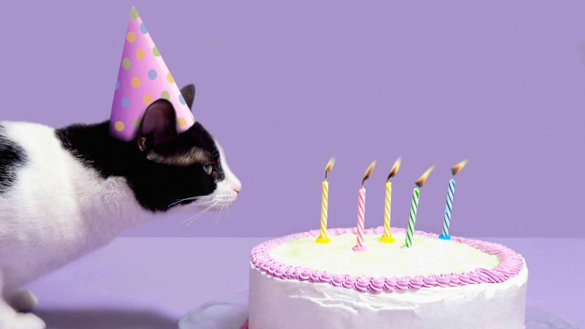 Consejos para festejar a tu gato en su cumpleaños y no fallar en el intento