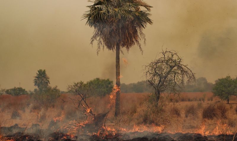 Los incendios en la provincia de Corrientes están causando pérdidas millonarias y daño a la flora y fauna protegida del Parque Nacional Iberá, uno de los mayores humedales del mundo (REUTERS/Sebastian Toba)