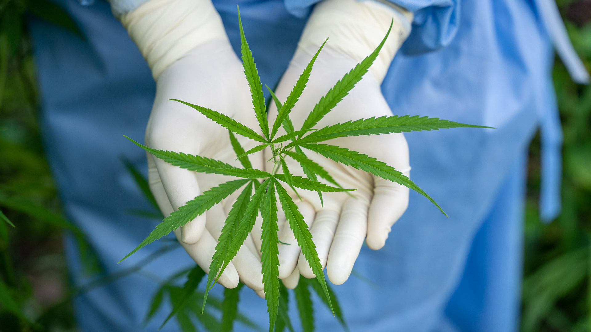 El cannabis farmacéutico asegura la estabilidad y homogeneidad de la molécula y cumple con todos los requisitos de seguridad y eficacia de cualquier fármaco registrado (Getty Images)