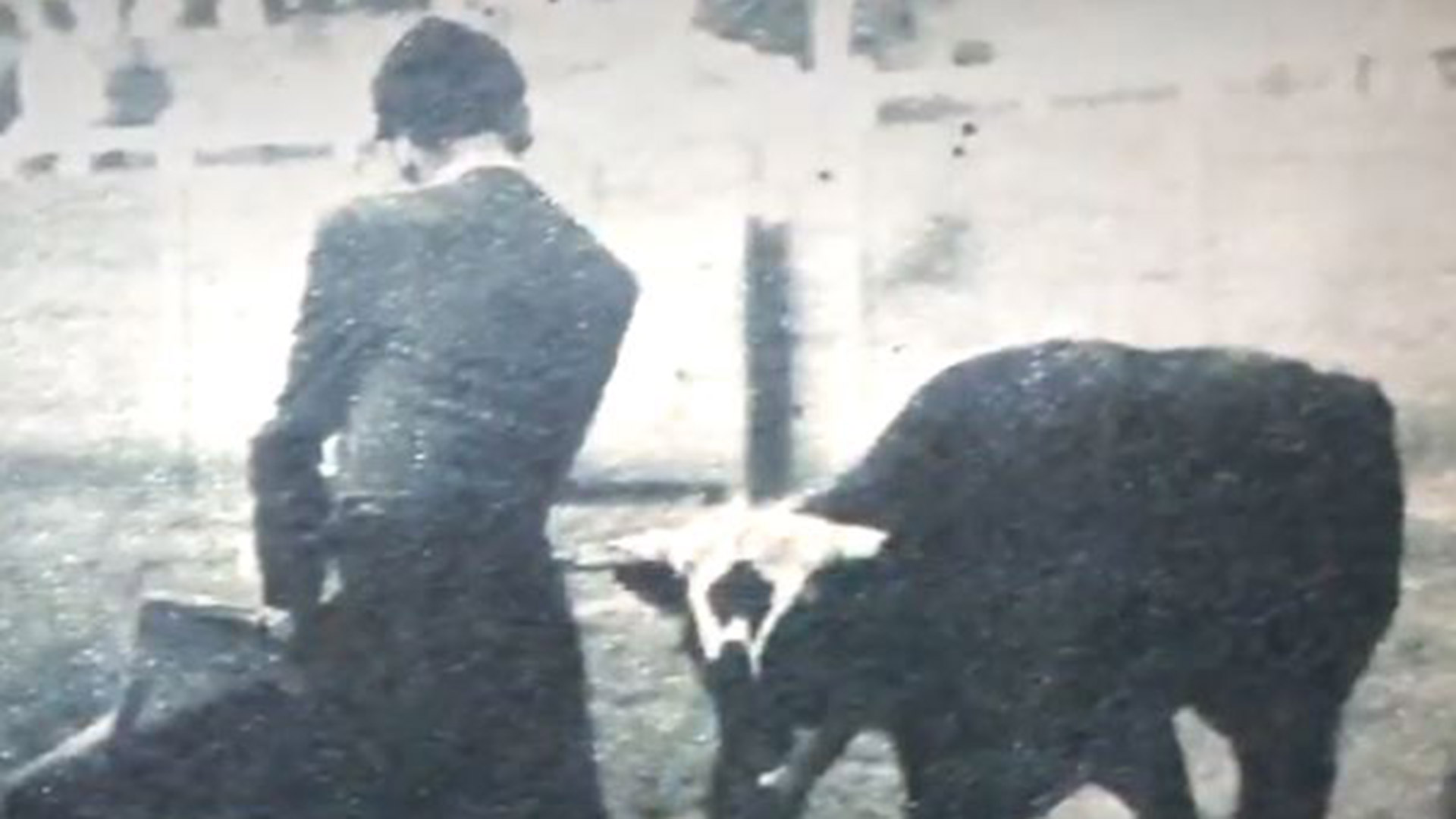 Corridas de toros en Argentina: las sangrientas en Plaza de Mayo, en el conurbano en 1950 y hoy en Jujuy 