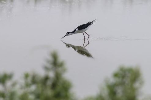 Qué son las aves migratorias, cuántas hay en Perú y cuál es su importancia. (Foto: Captura)