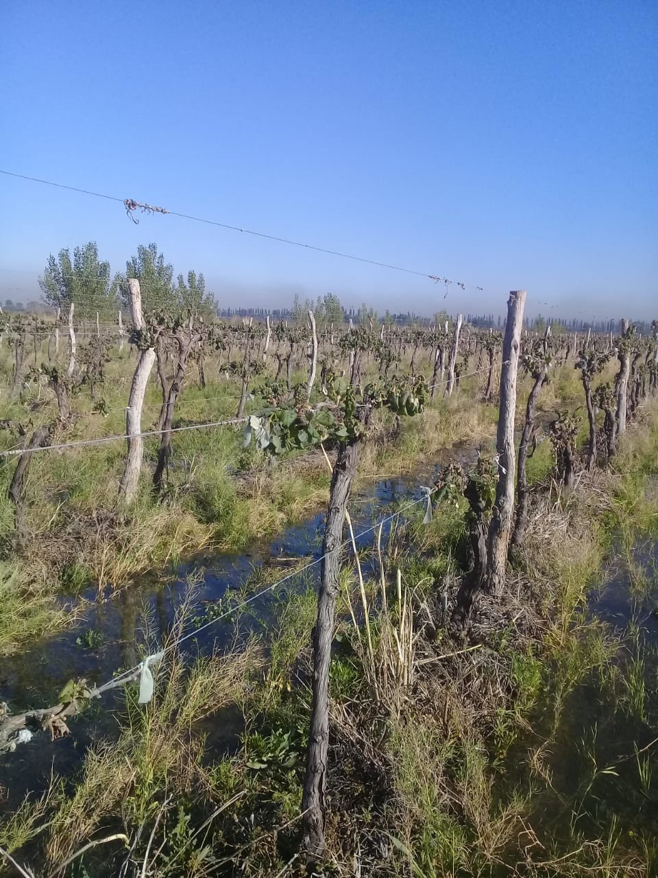 Heladas tardías provocaron en Mendoza graves daños a la producción rural local