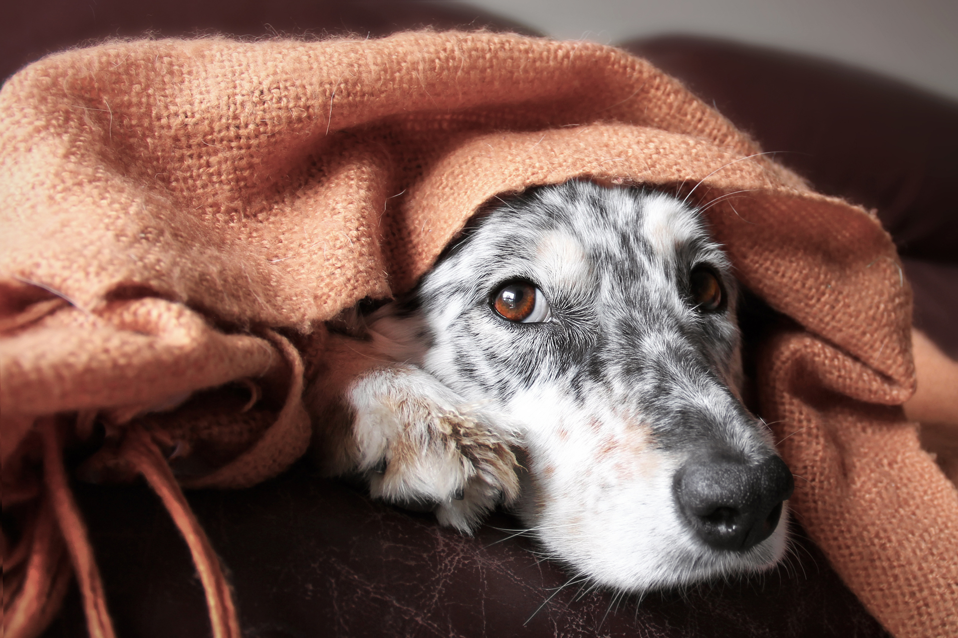 Dogs have a markedly different visual system than humans (iStock) 