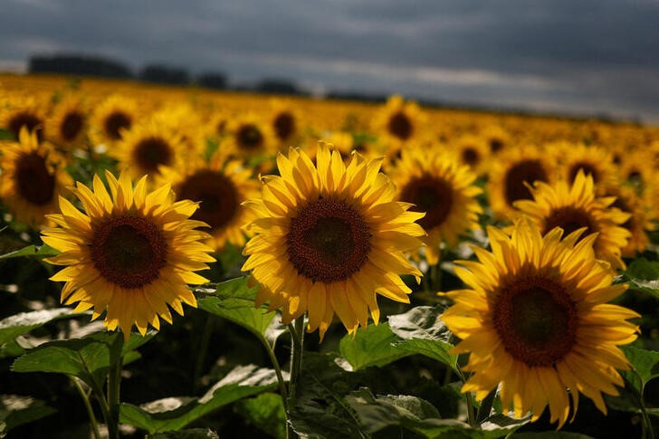 Por qué se regalan flores amarillas el 21 de marzo en México - Infobae