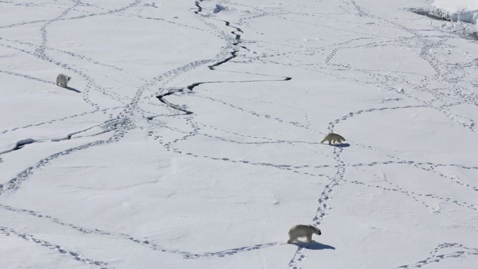 En los últimos años en las comunidades del Ártico han crecido los avistamientos de osos polares, e incluso las personas llegan a verse cara a cara con estos animales. (Kristin Laidre/Universidad de Washington)