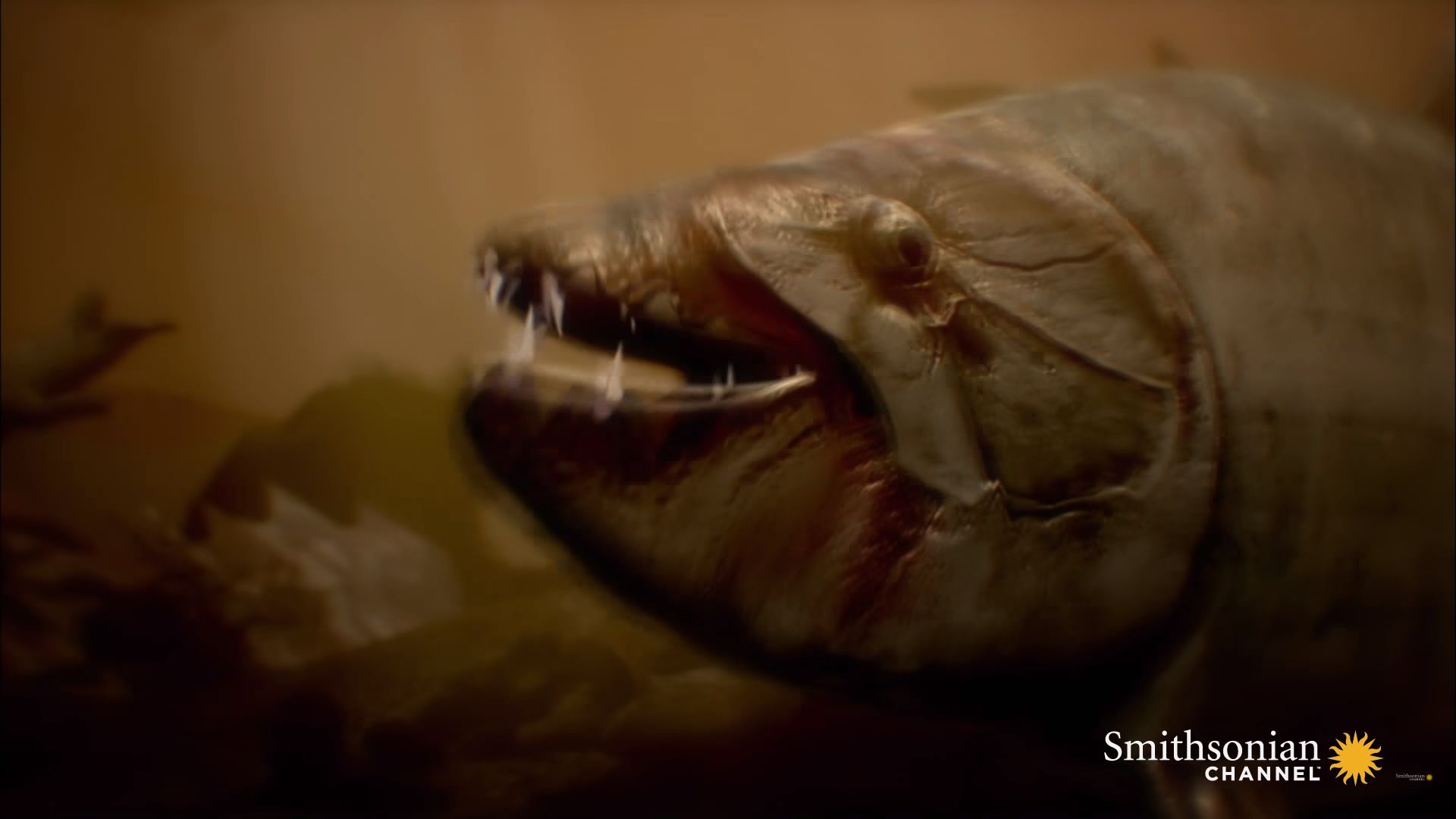 El pez tigre goliat es capaz de nadar muy rápido debido a la músculos que integran su cuerpo (Captura de pantalla)