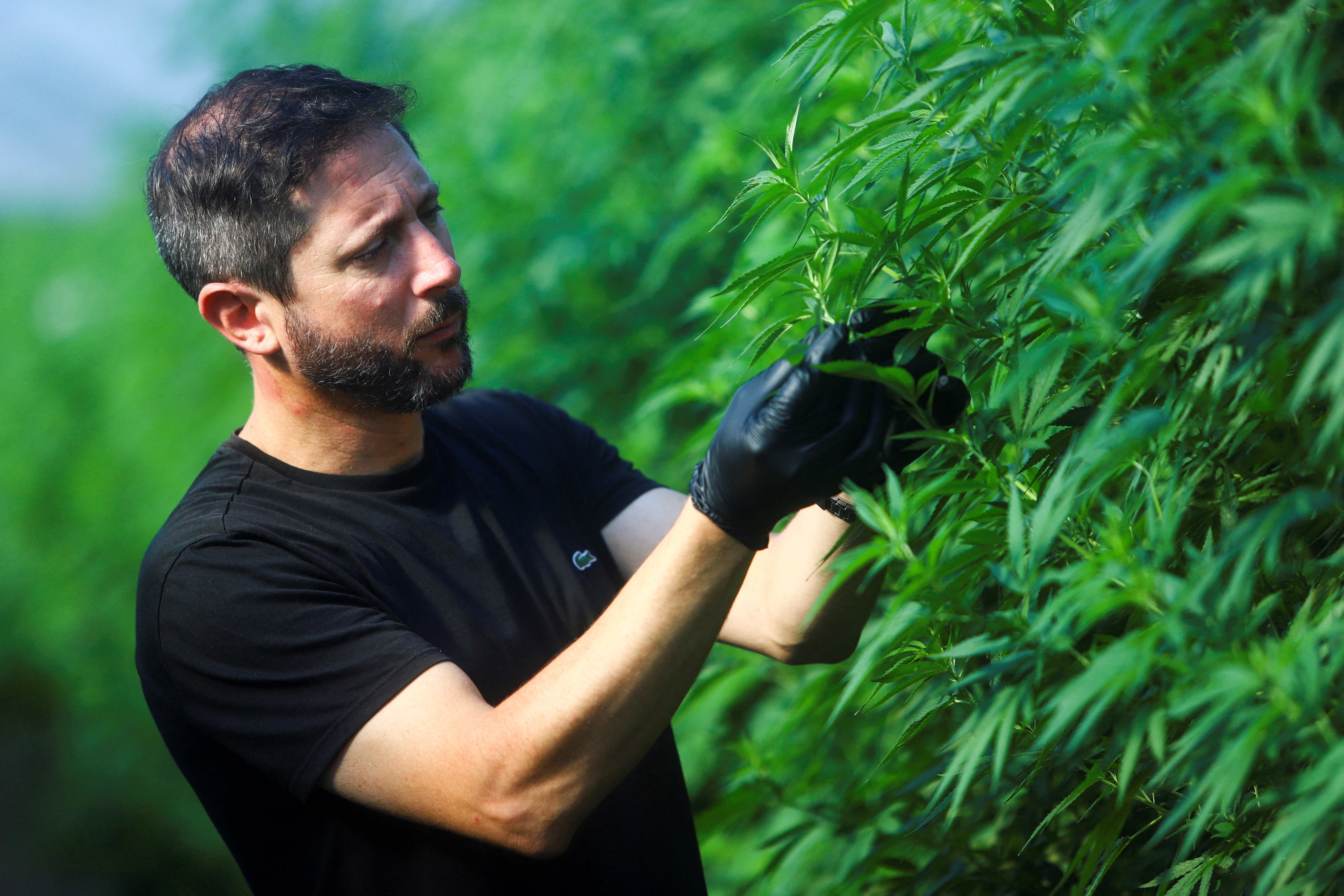 El Gobierno reglamentará la industria del cannabis: qué requisitos pedirá para poder producir legalmente