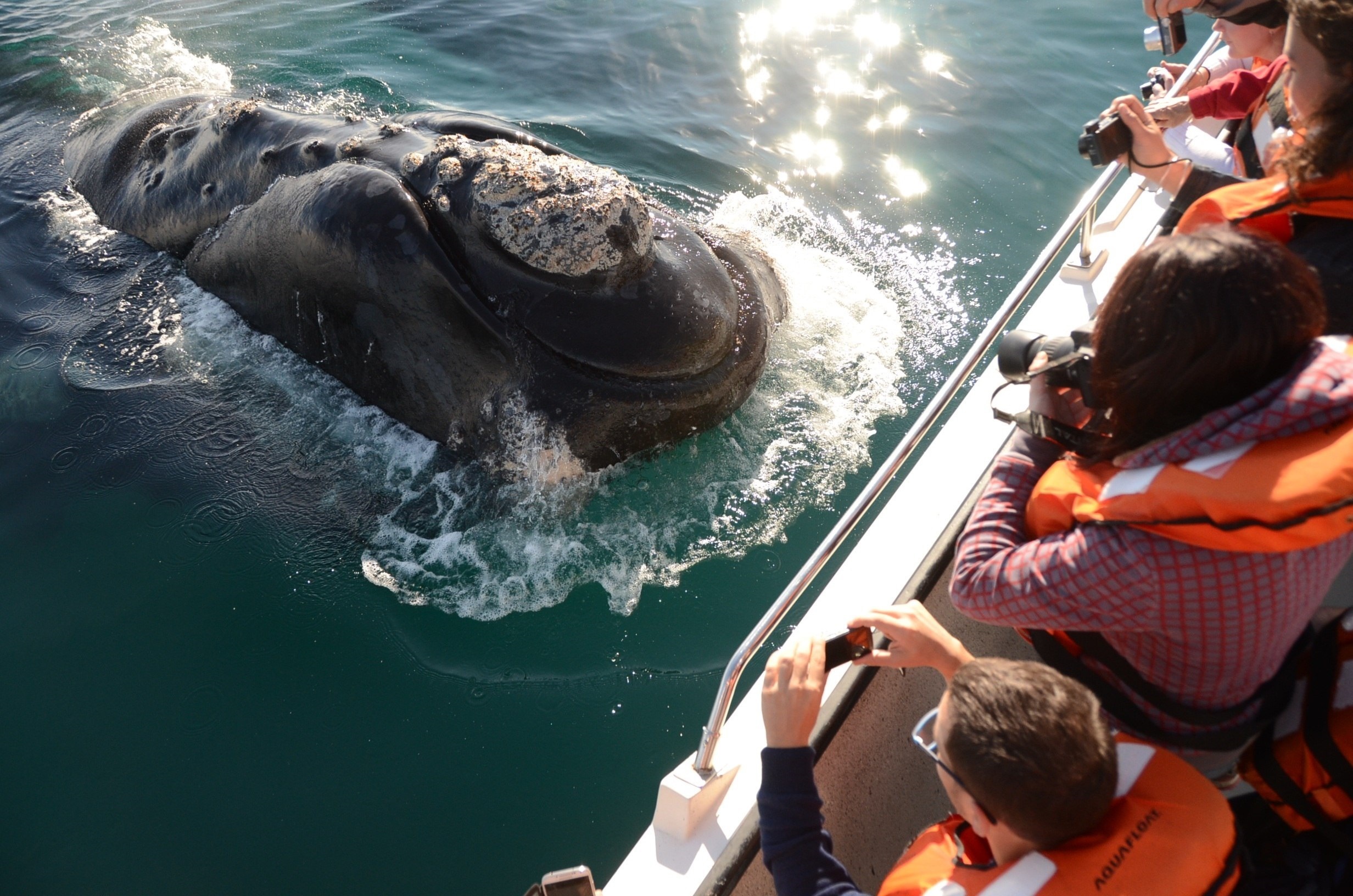 Avistaje de ballenas en Puerto Pirámides, una de las actividades más destacadas de la primavera. (EFE/Secretaría Turismo P. Madryn)

