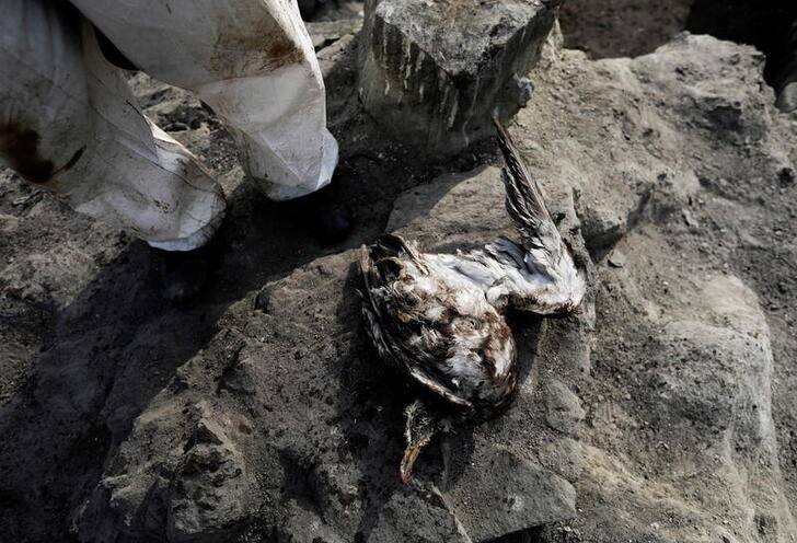 IMAGEN DE ARCHIVO. Un trabajador se para cerca de un ave marina muerta mientras él y sus colegas limpian un derrame de petróleo causado por olas anormales, provocadas por una erupción volcánica submarina masiva en Tonga, frente a la costa de Lima, en Ventanilla, Perú, 19 de enero de 2022. REUTERS/Angela Ponce