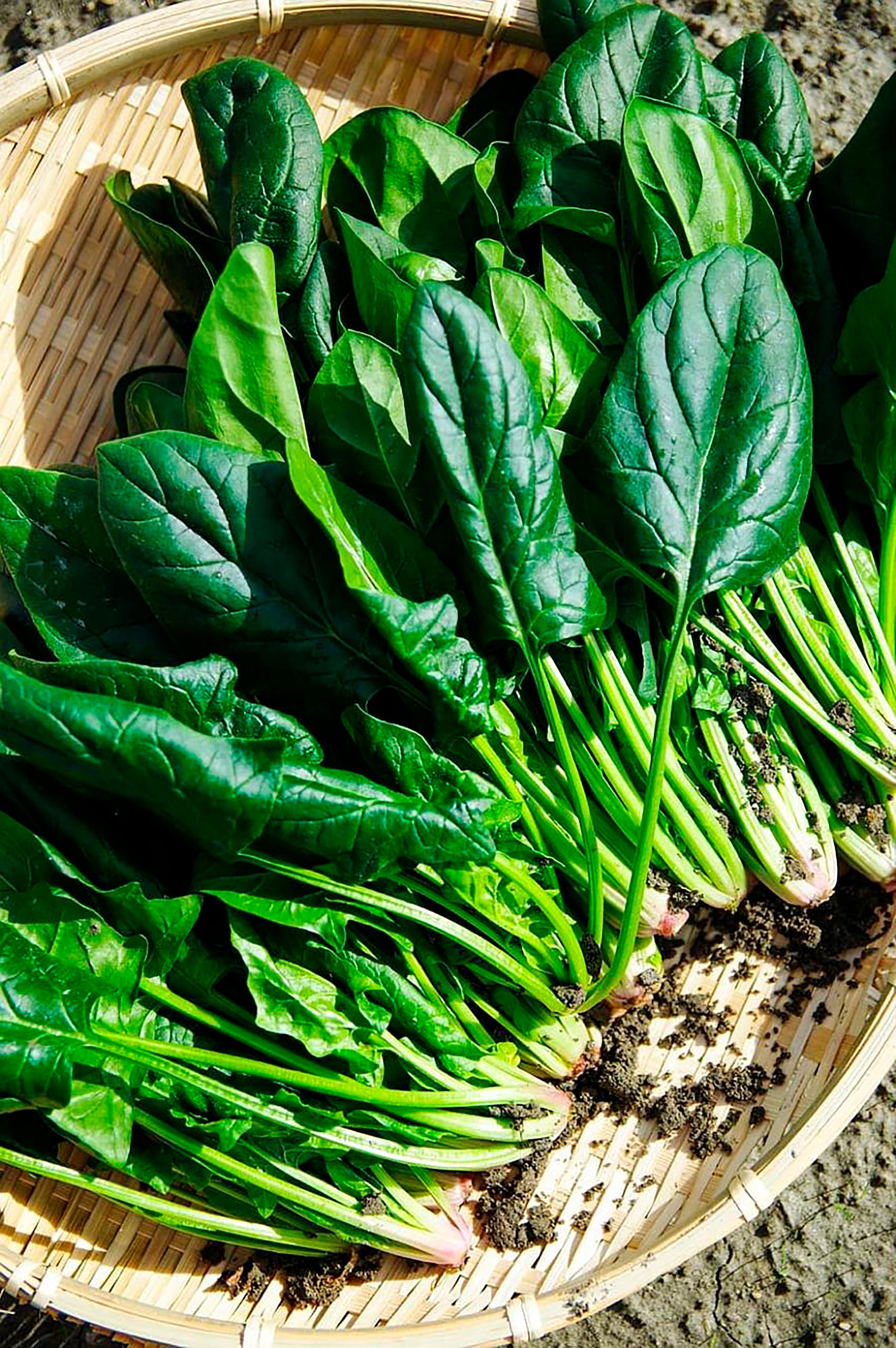 Vegetales de hojas verdes, beneficios y propiedades - Infobae