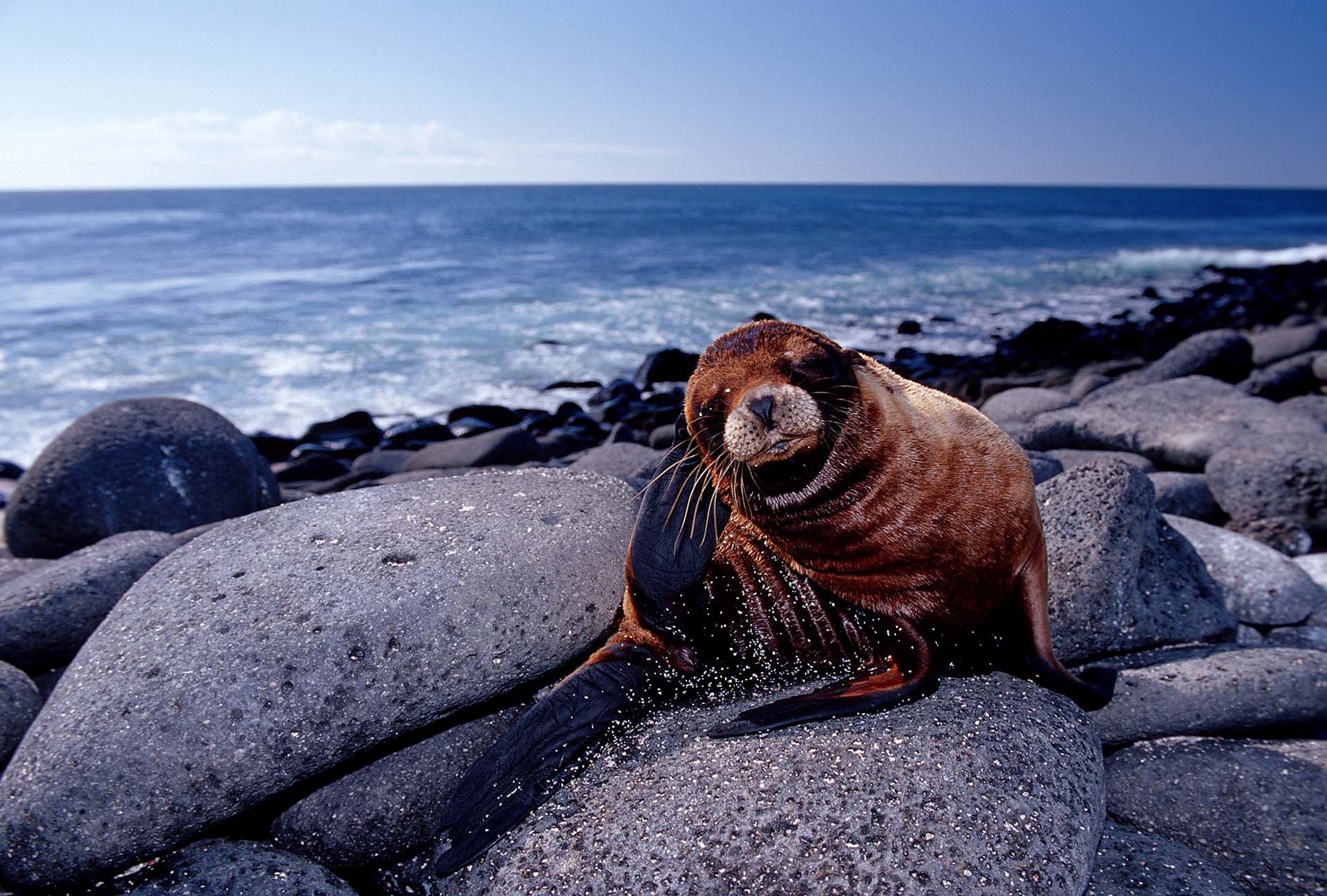 León marino de Galápagos. (Foto: Reinhard Dirscherl).