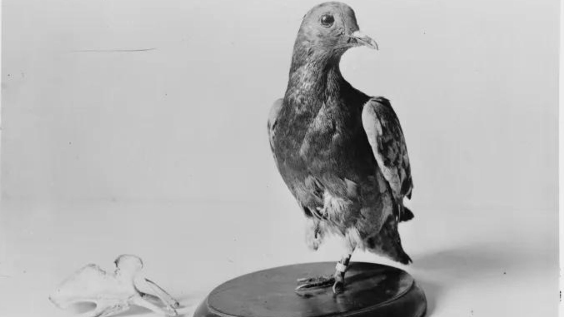 La hazaña de Cher Ami, la paloma mensajera que salvó a todo un Ejército en  la Gran Guerra - Infobae